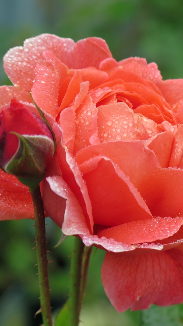 無料モバイル壁紙自然, フラワーズ, 薔薇, 閉じる, 地球, 桃の花をダウンロードします。