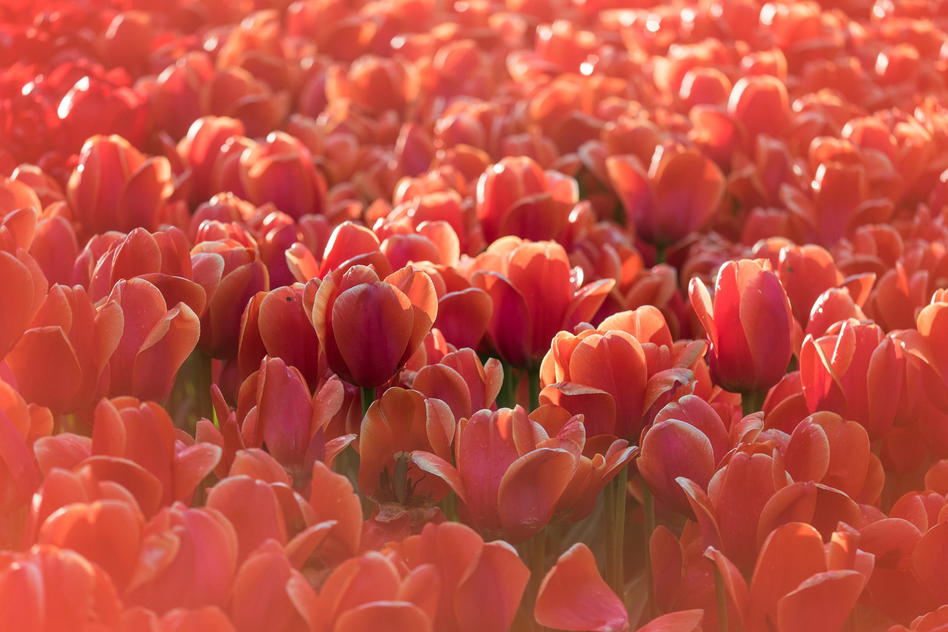 Download mobile wallpaper Flowers, Flower, Earth, Field, Tulip, Pink Flower for free.