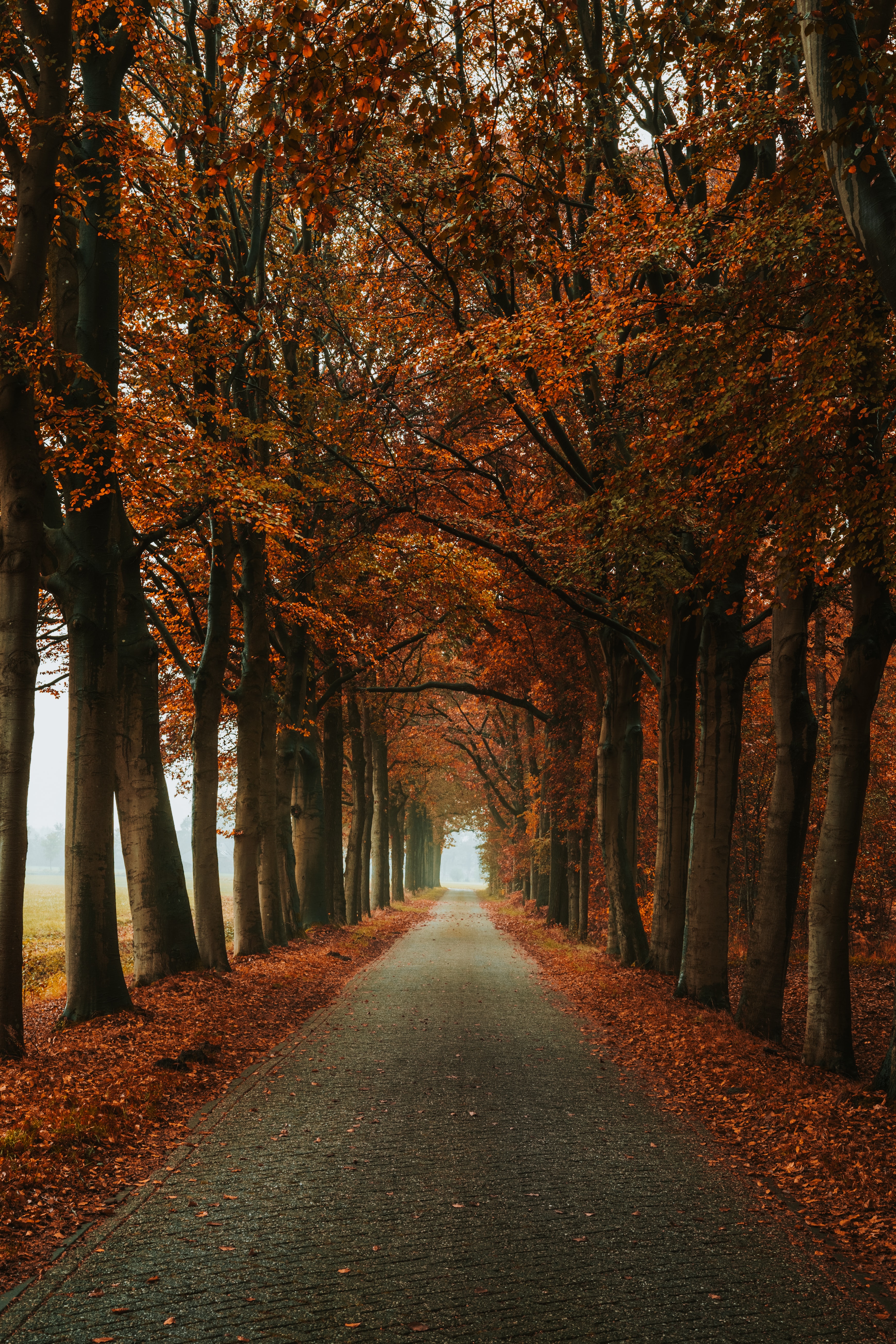 autumn, nature, alley, trees, track HD wallpaper