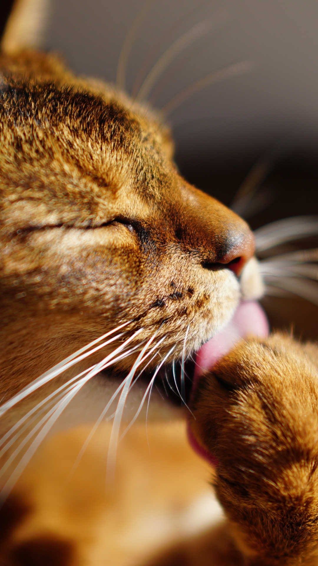 無料モバイル壁紙動物, ネコ, 猫をダウンロードします。