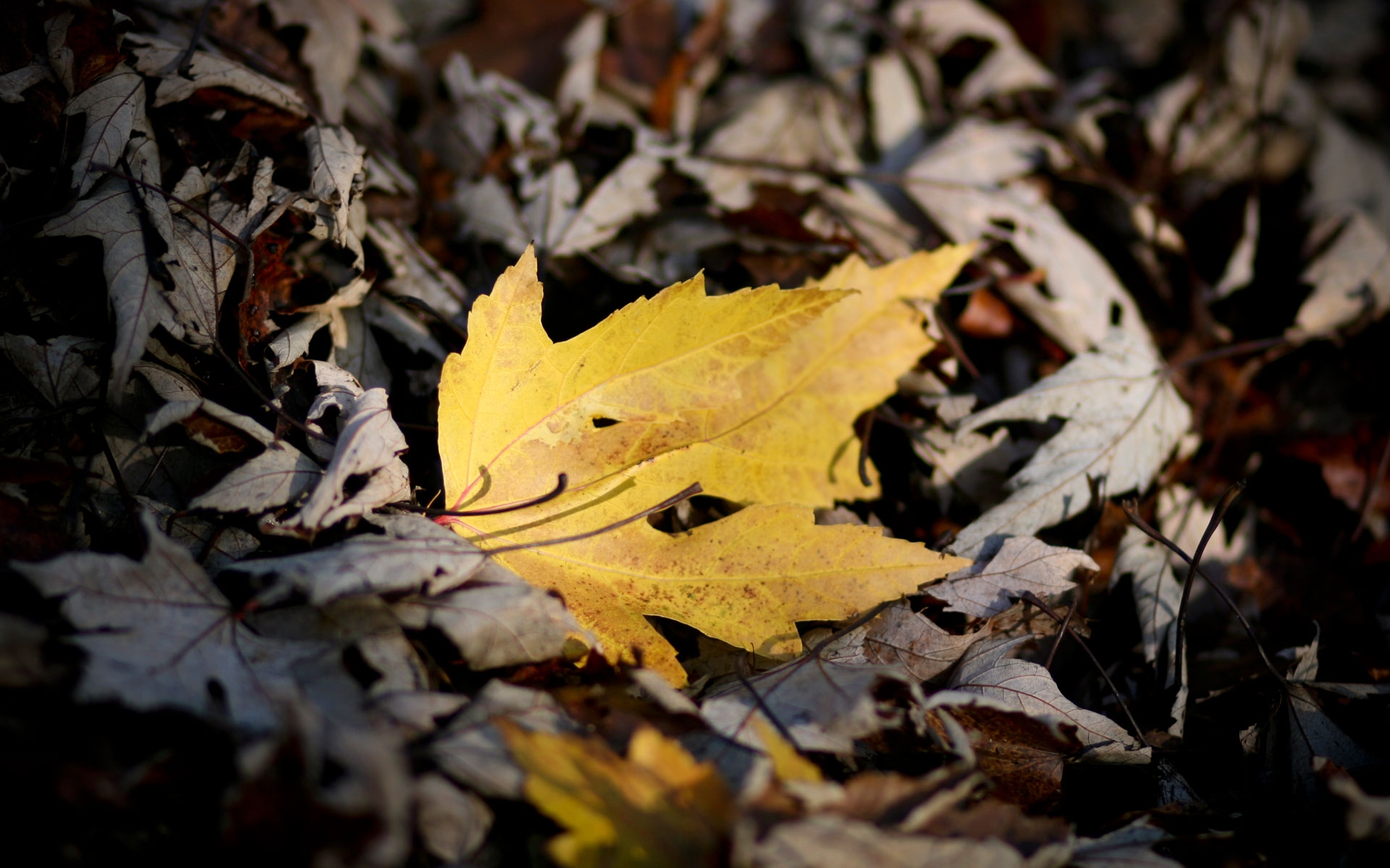 Download mobile wallpaper Nature, Close Up, Leaf, Earth, Maple Leaf for free.