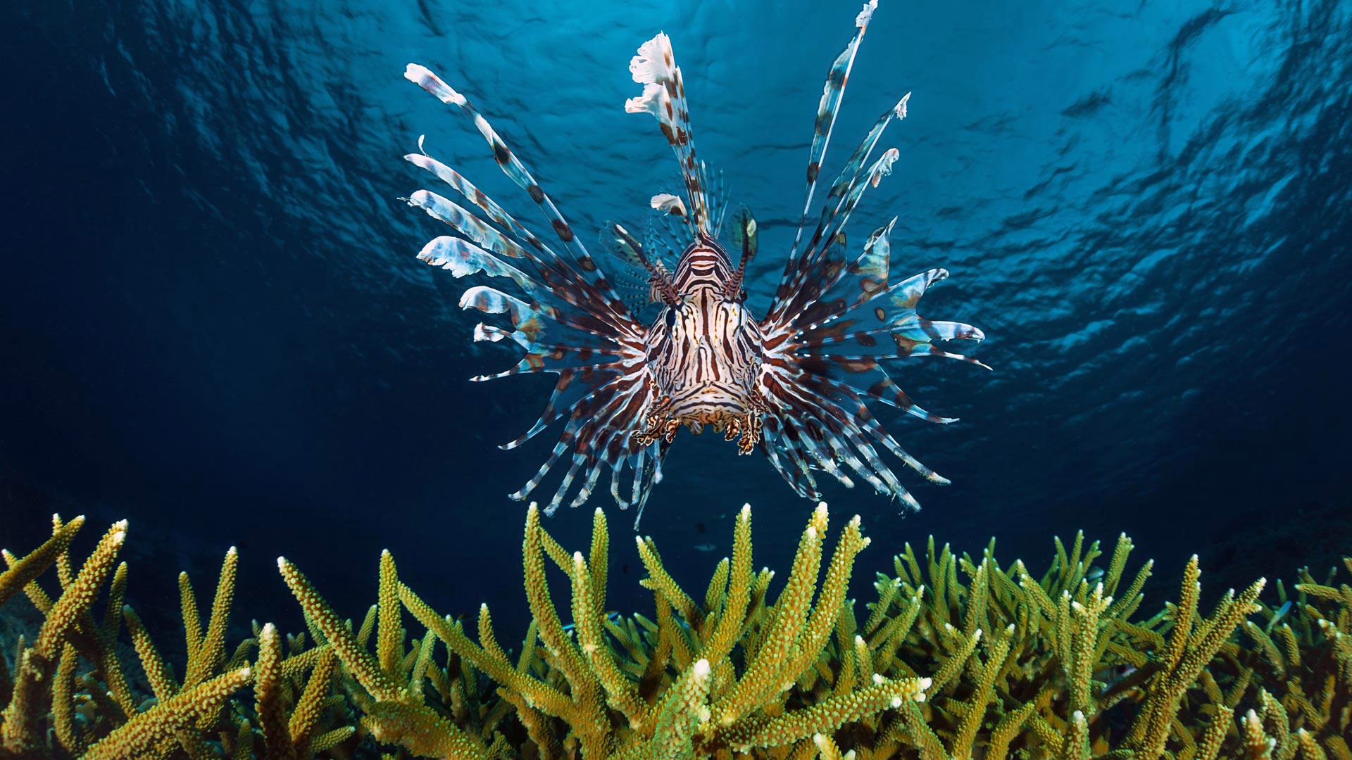 Download mobile wallpaper Fishes, Animal, Fish, Lionfish, Sea Life for free.