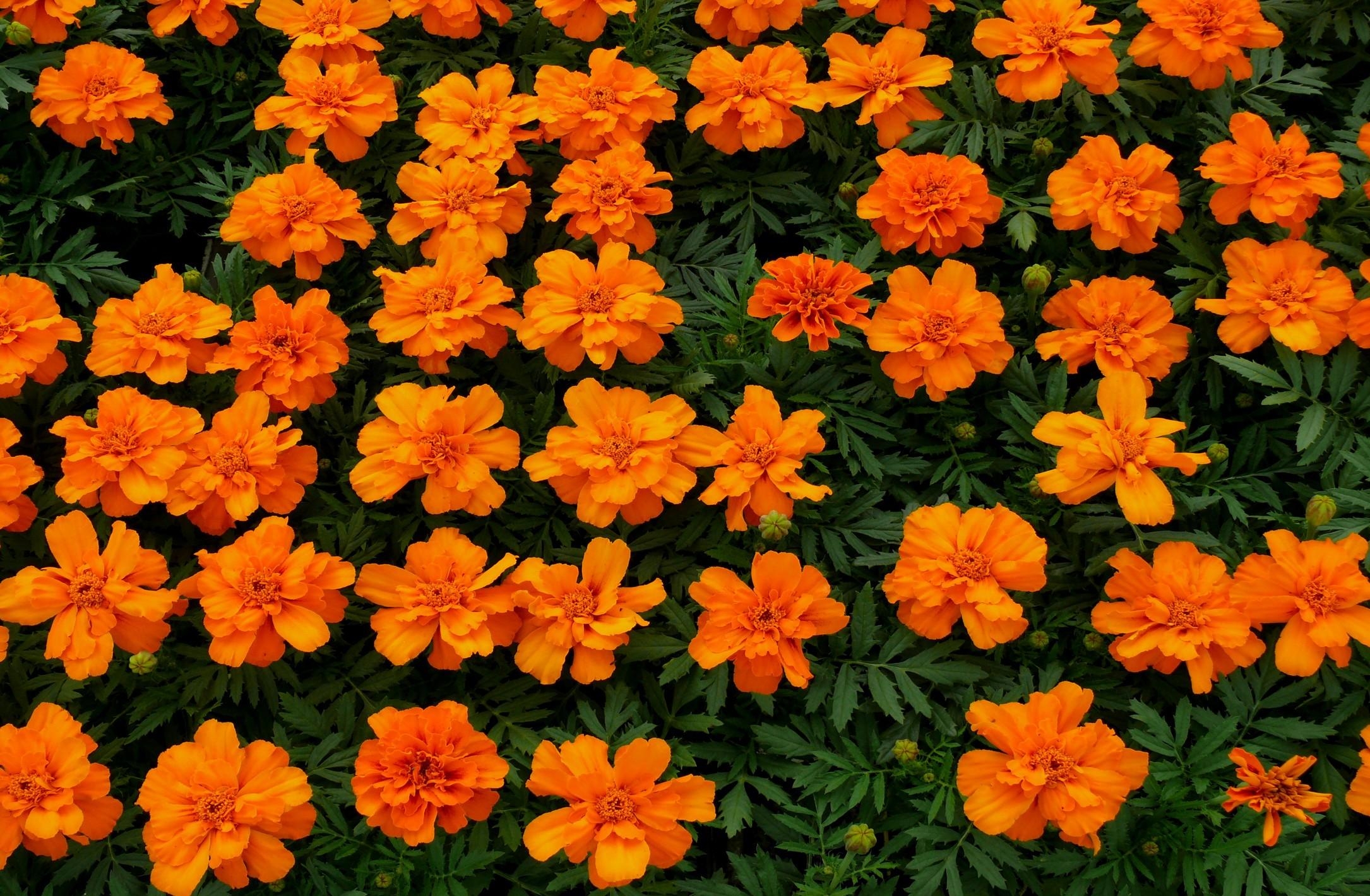 bright, flowers, orange, flower bed, flowerbed, velvet, barhotki HD wallpaper