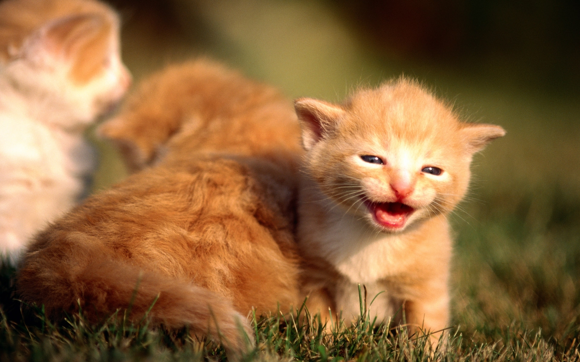 Free download wallpaper Animals, Cats on your PC desktop