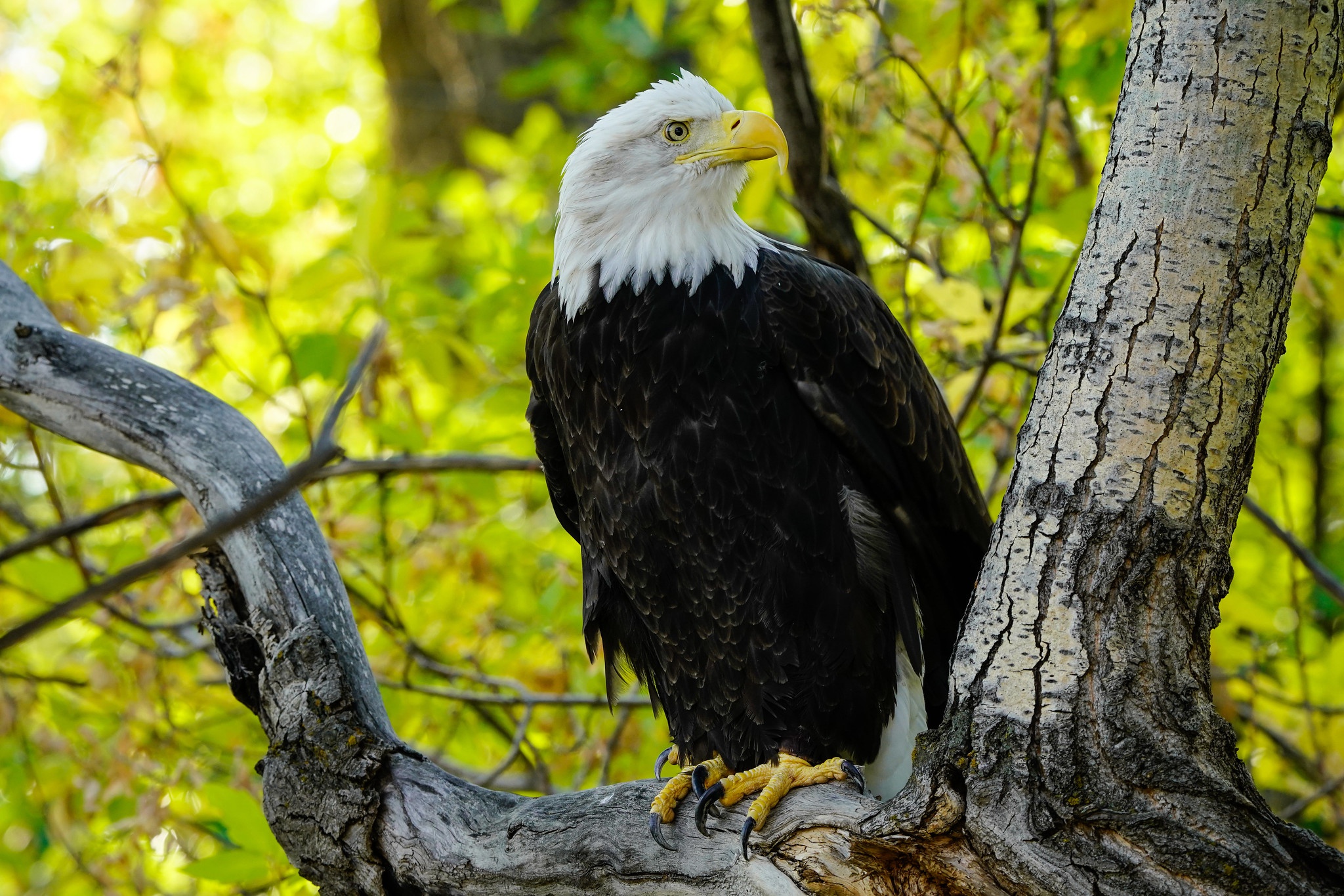 Téléchargez des papiers peints mobile Animaux, Oiseau, Aigle, Pygargue À Tête Blanche, Des Oiseaux, Oiseau De Proie gratuitement.