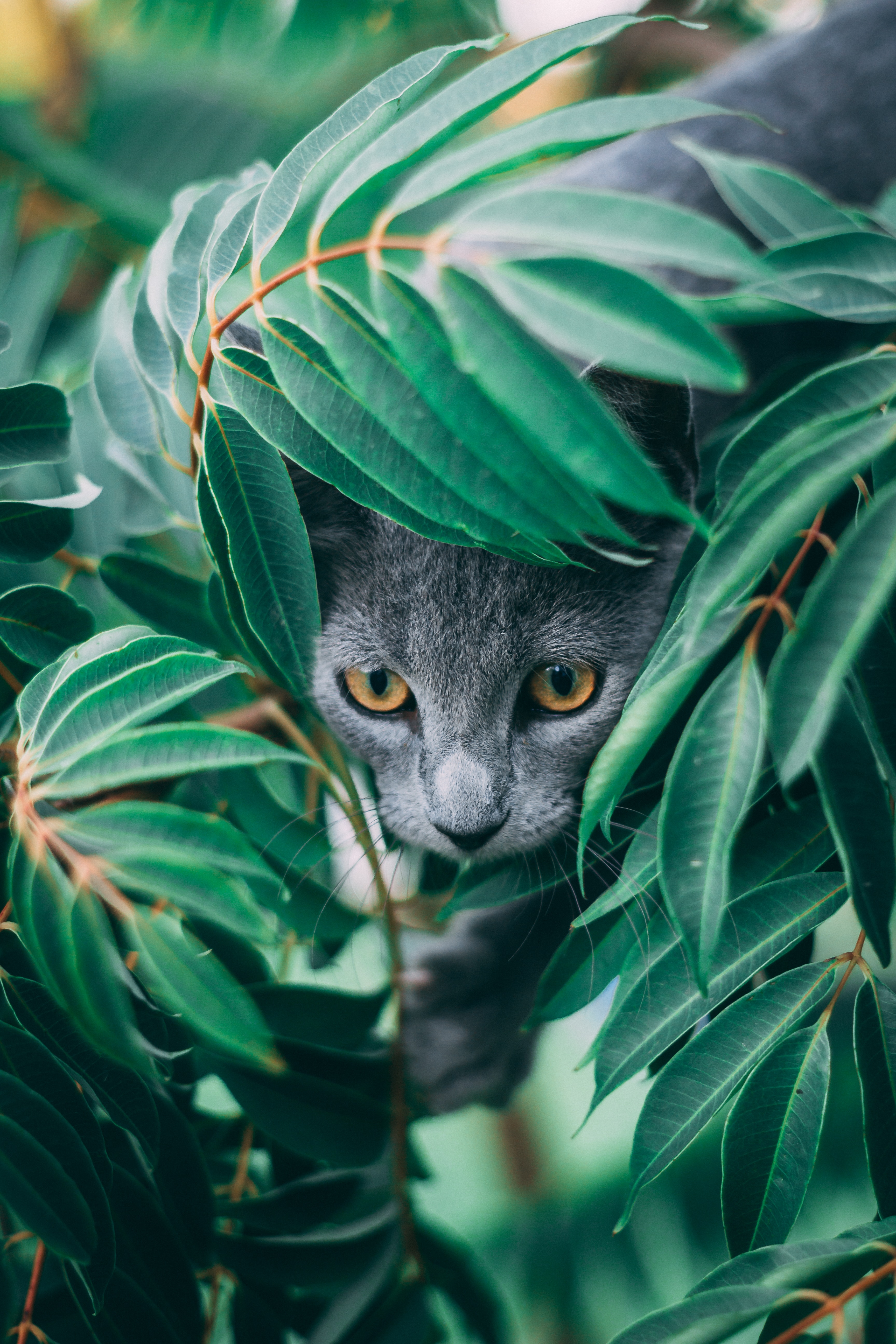 Download mobile wallpaper Animals, Pet, Leaves, Grey, Cat for free.