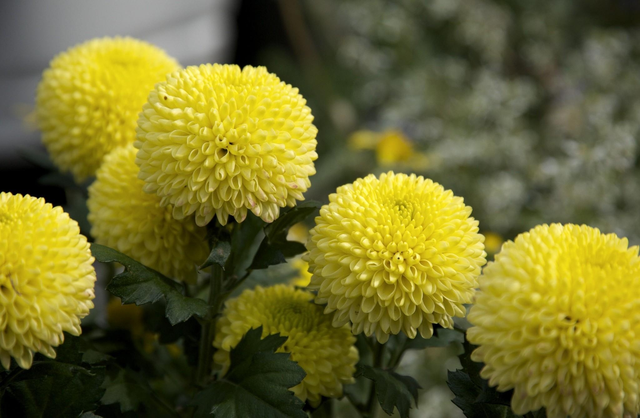 Download PC Wallpaper flowers, yellow, close up, dahlias