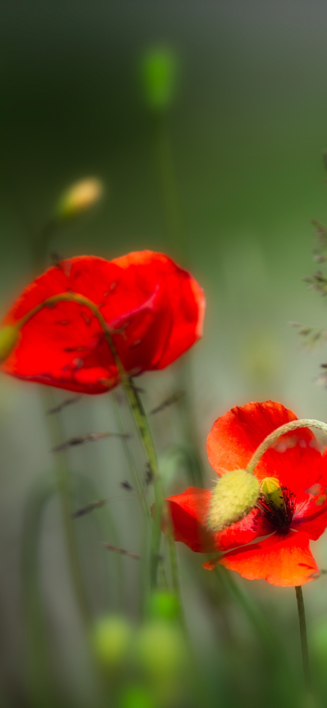 Handy-Wallpaper Blumen, Mohn, Sommer, Blume, Rote Blume, Erde/natur kostenlos herunterladen.