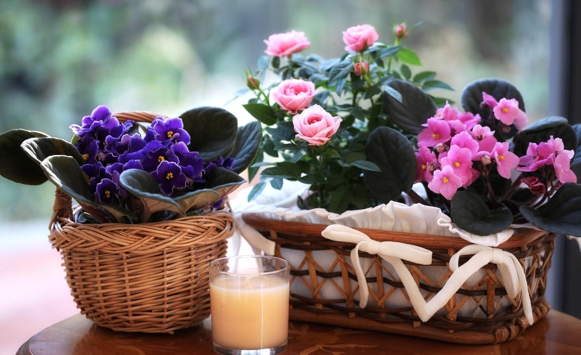 flowers, roses, violet, bloom, flowering, glass, basket, drink, beverage, baskets