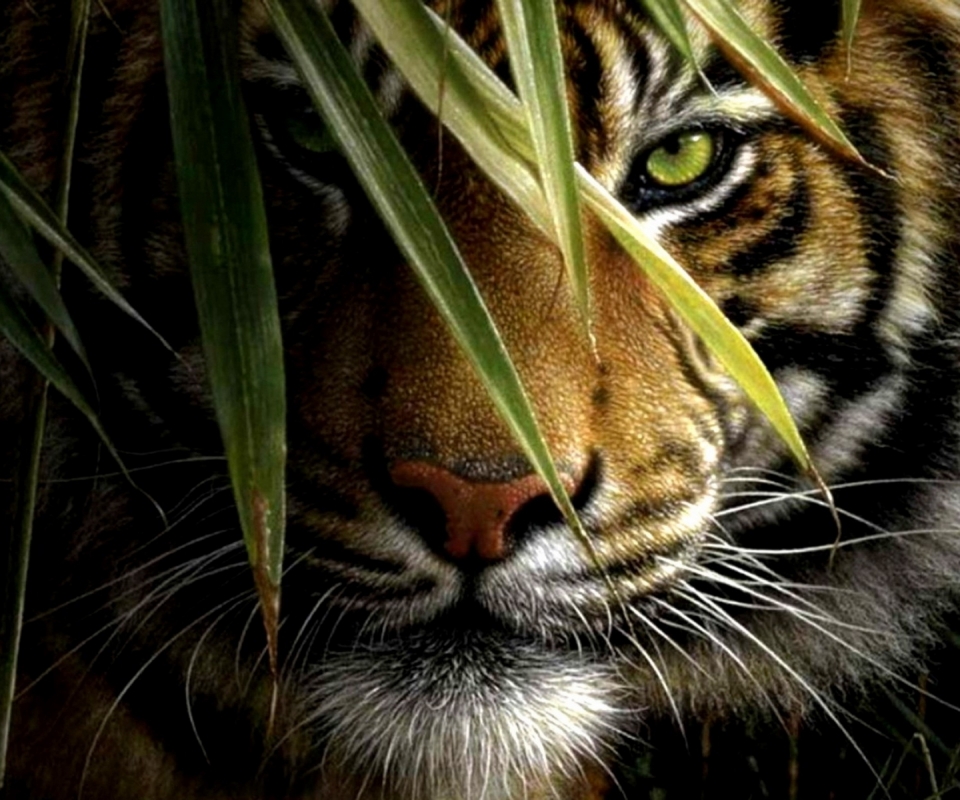 Download mobile wallpaper Cats, Animal, Tiger for free.