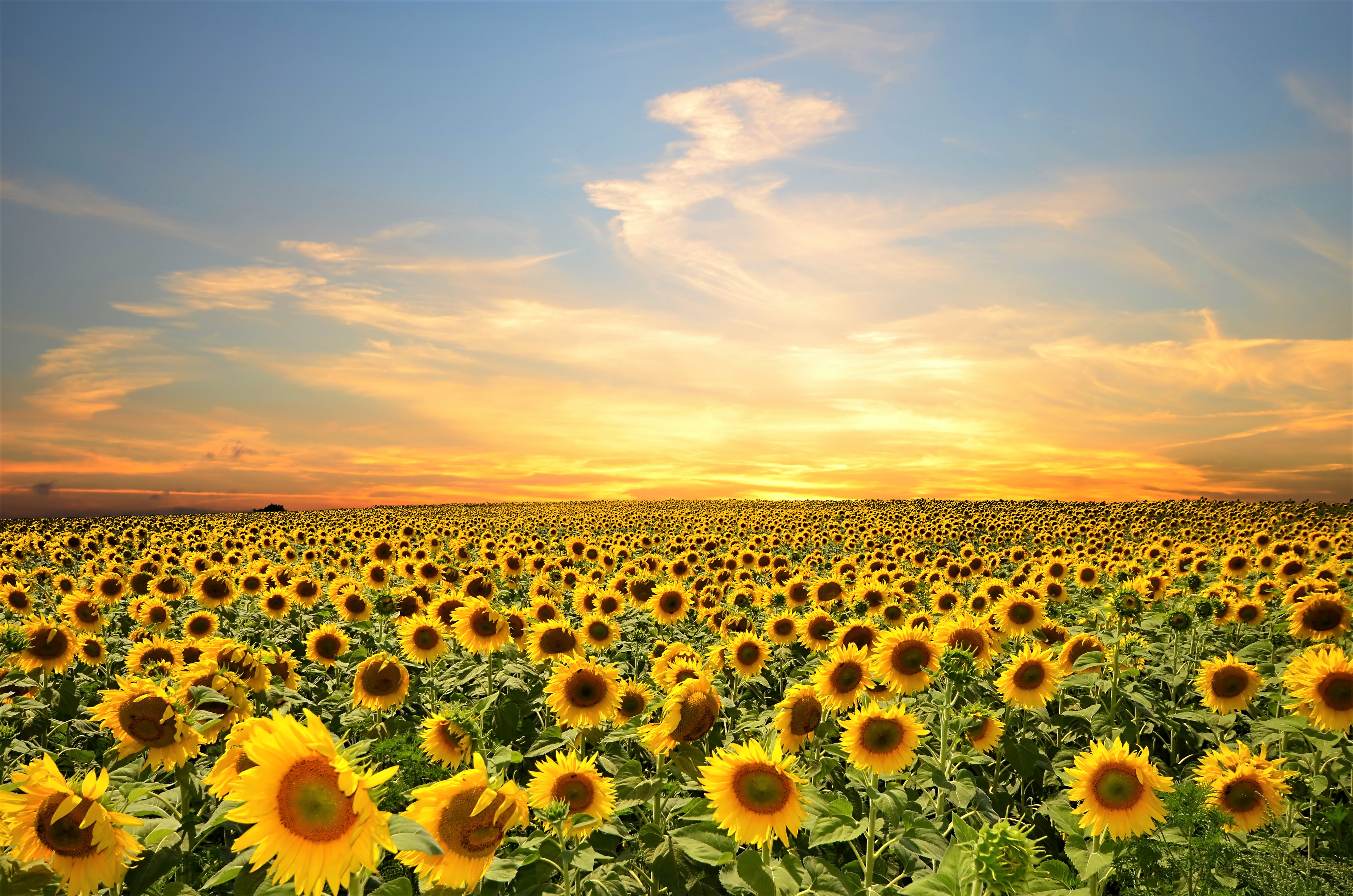Laden Sie das Blumen, Sommer, Blume, Feld, Sonnenblume, Gelbe Blume, Himmel, Erde/natur-Bild kostenlos auf Ihren PC-Desktop herunter
