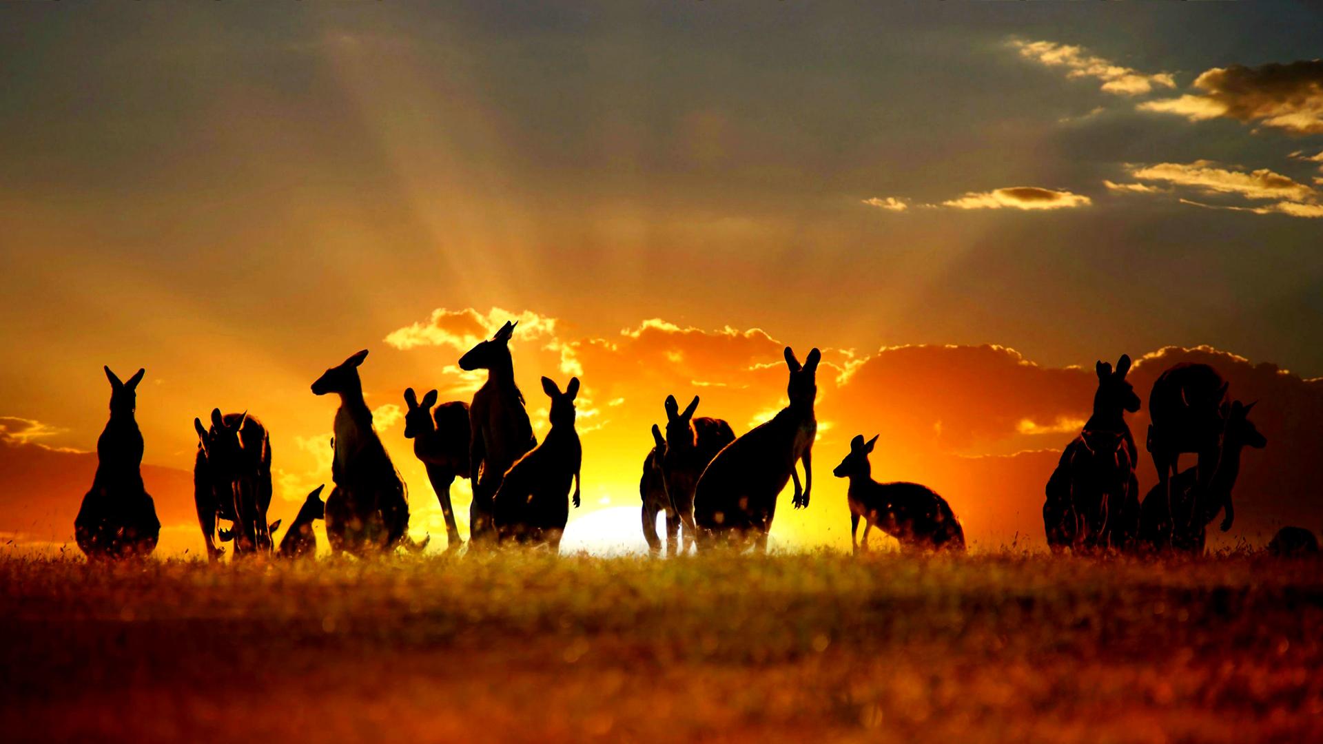 Laden Sie das Tiere, Silhouette, Wolke, Sonnenuntergang, Känguru-Bild kostenlos auf Ihren PC-Desktop herunter