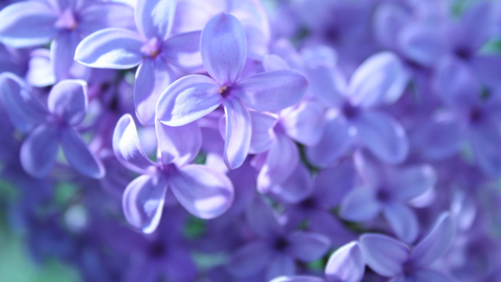 lilac, earth, flower, flowers