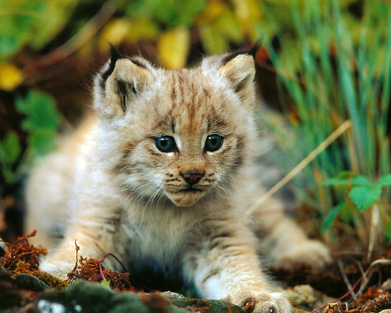 Téléchargez gratuitement l'image Animaux, Bébé sur le bureau de votre PC