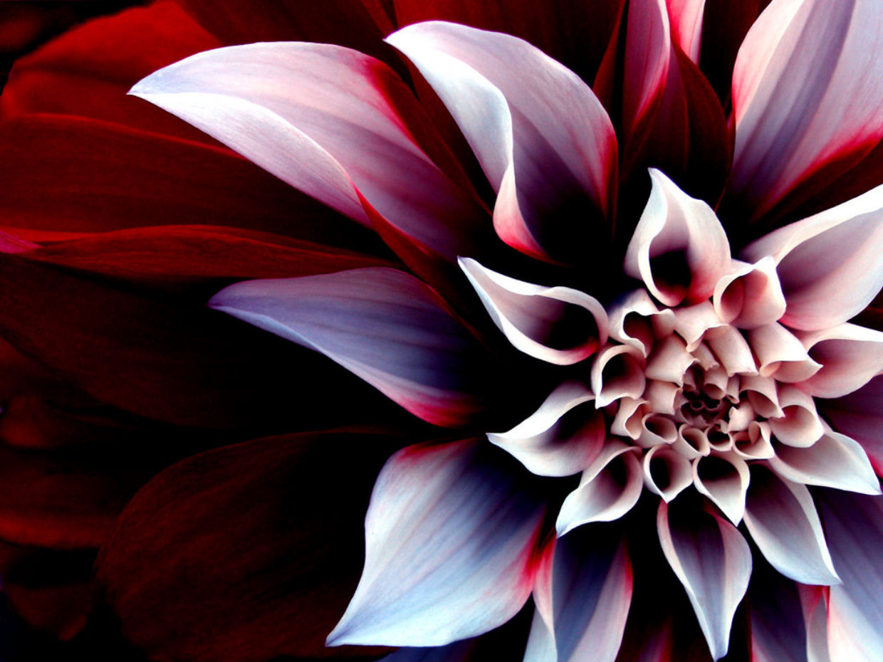 Free download wallpaper Flower, Earth on your PC desktop