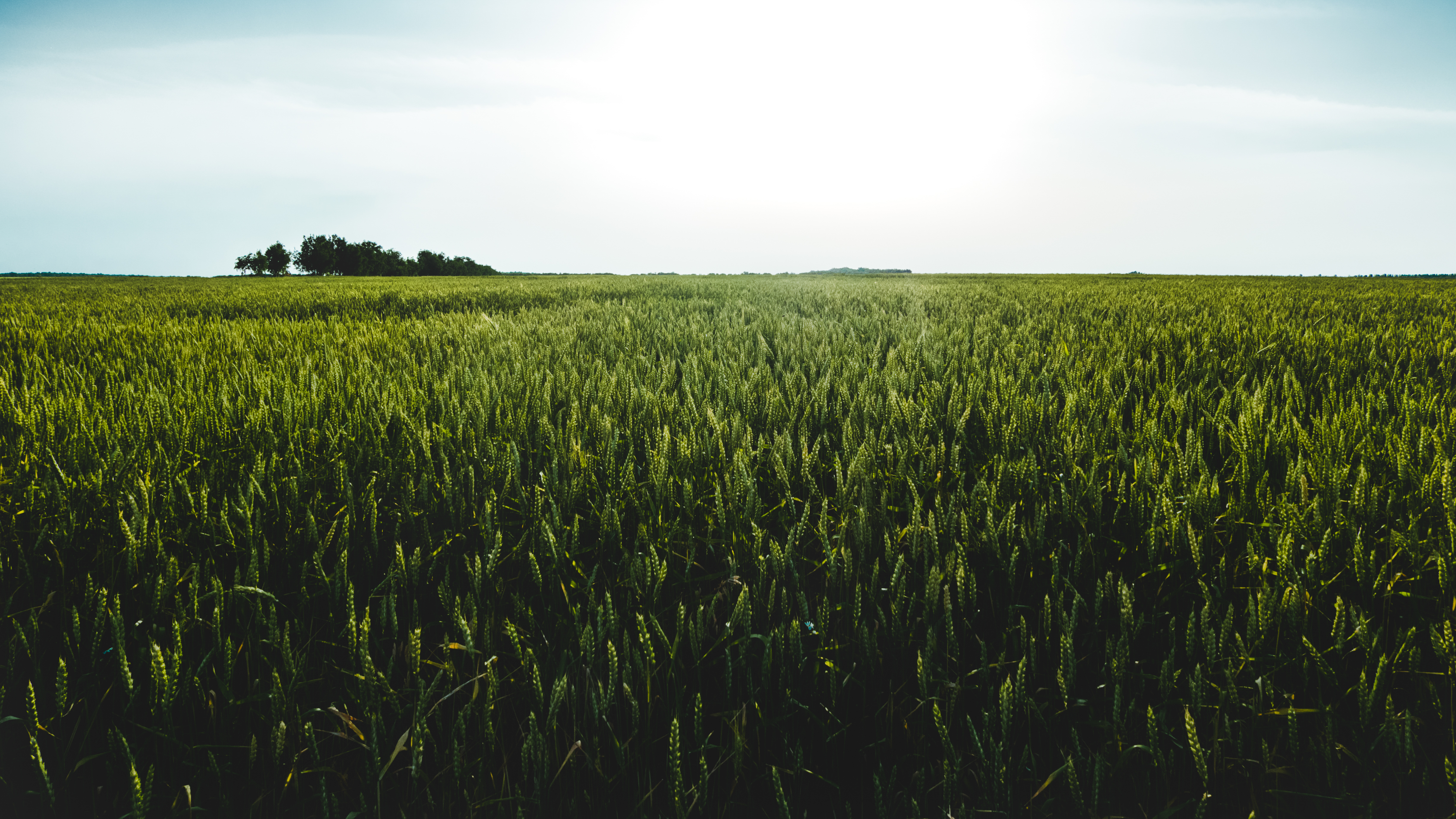 Download mobile wallpaper Landscape, Nature, Summer, Wheat, Horizon, Earth, Field for free.