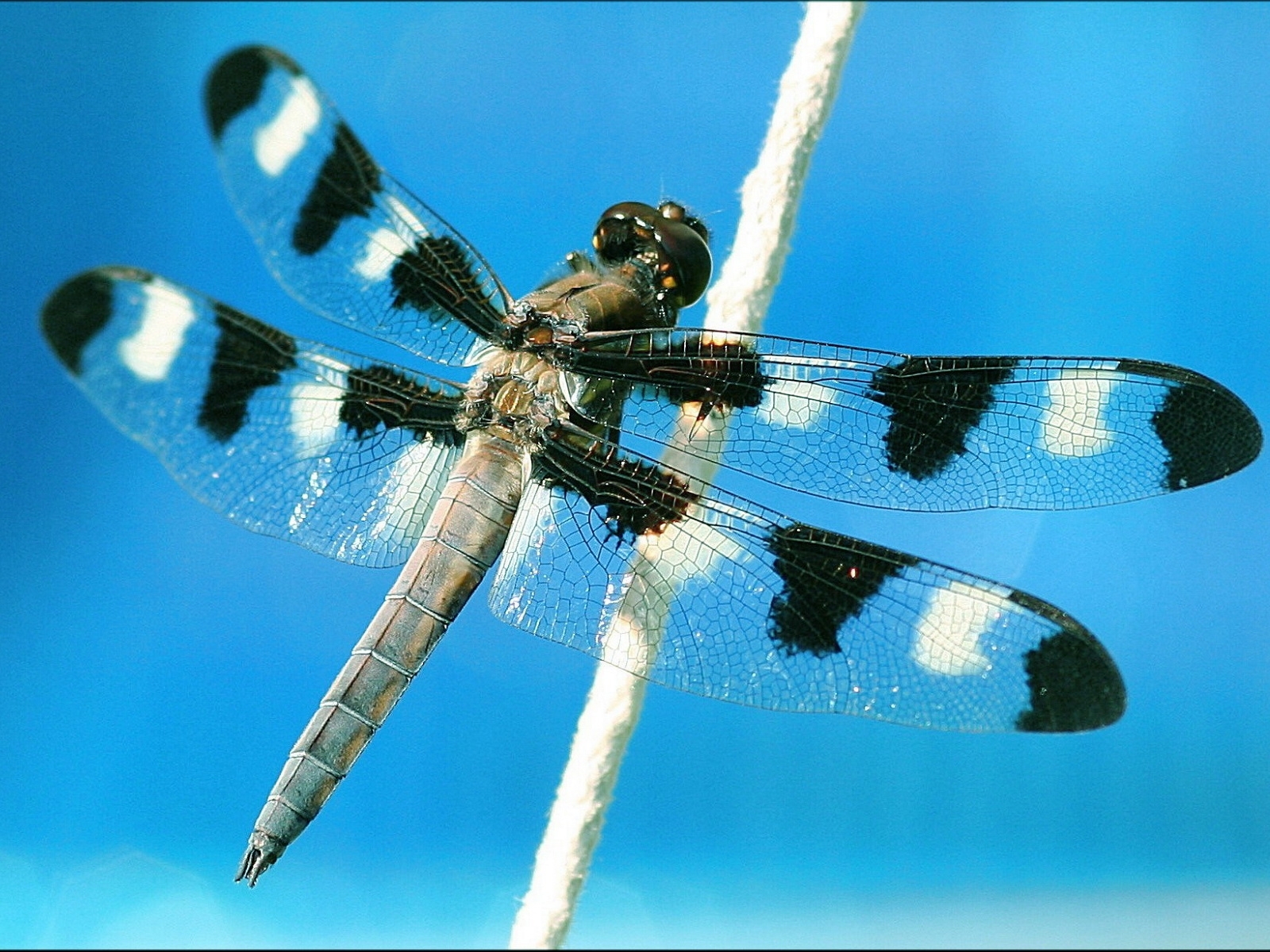 5669 baixar imagens insetos, libélulas - papéis de parede e protetores de tela gratuitamente