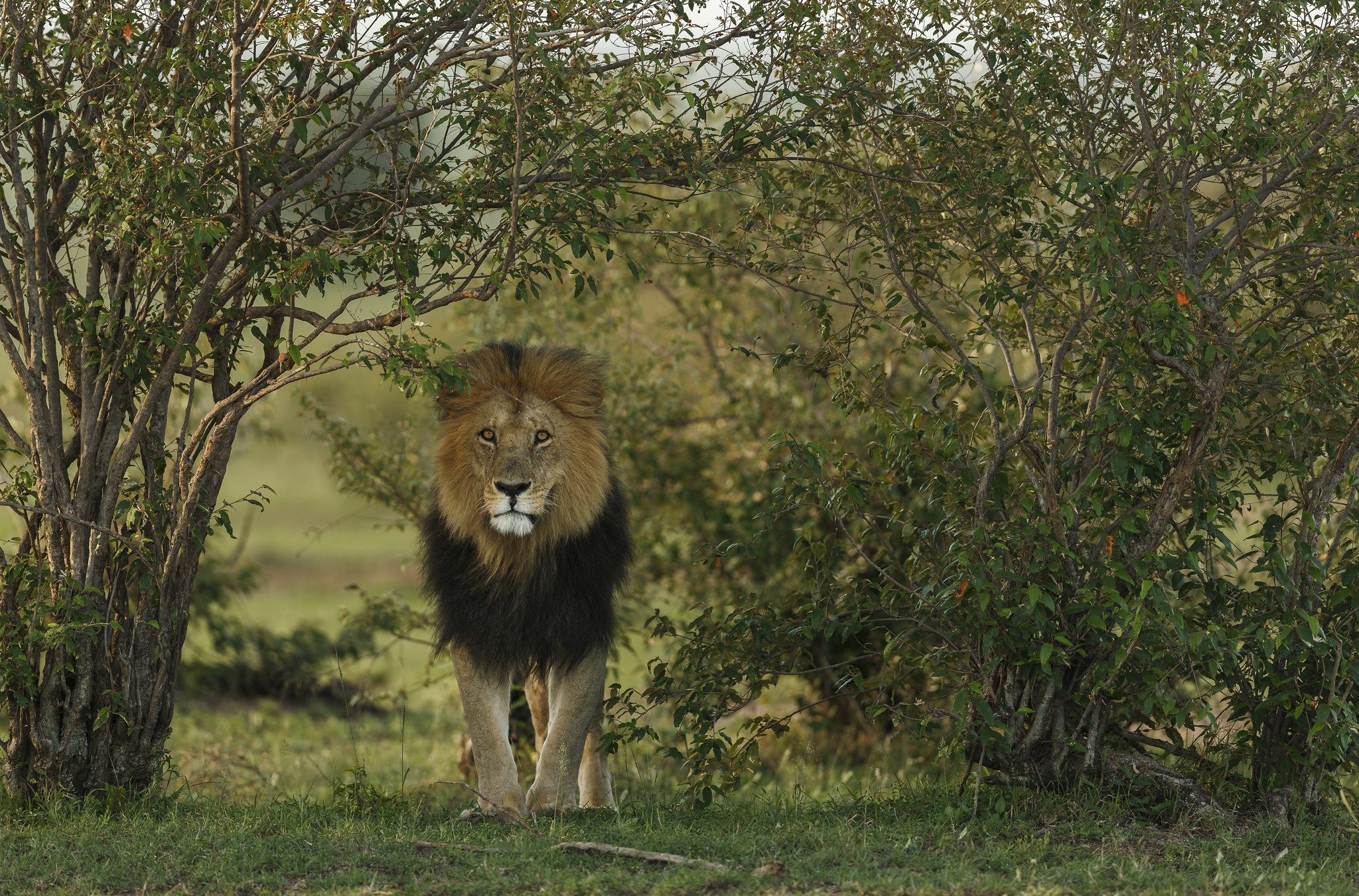 Free download wallpaper Cats, Lion, Animal on your PC desktop