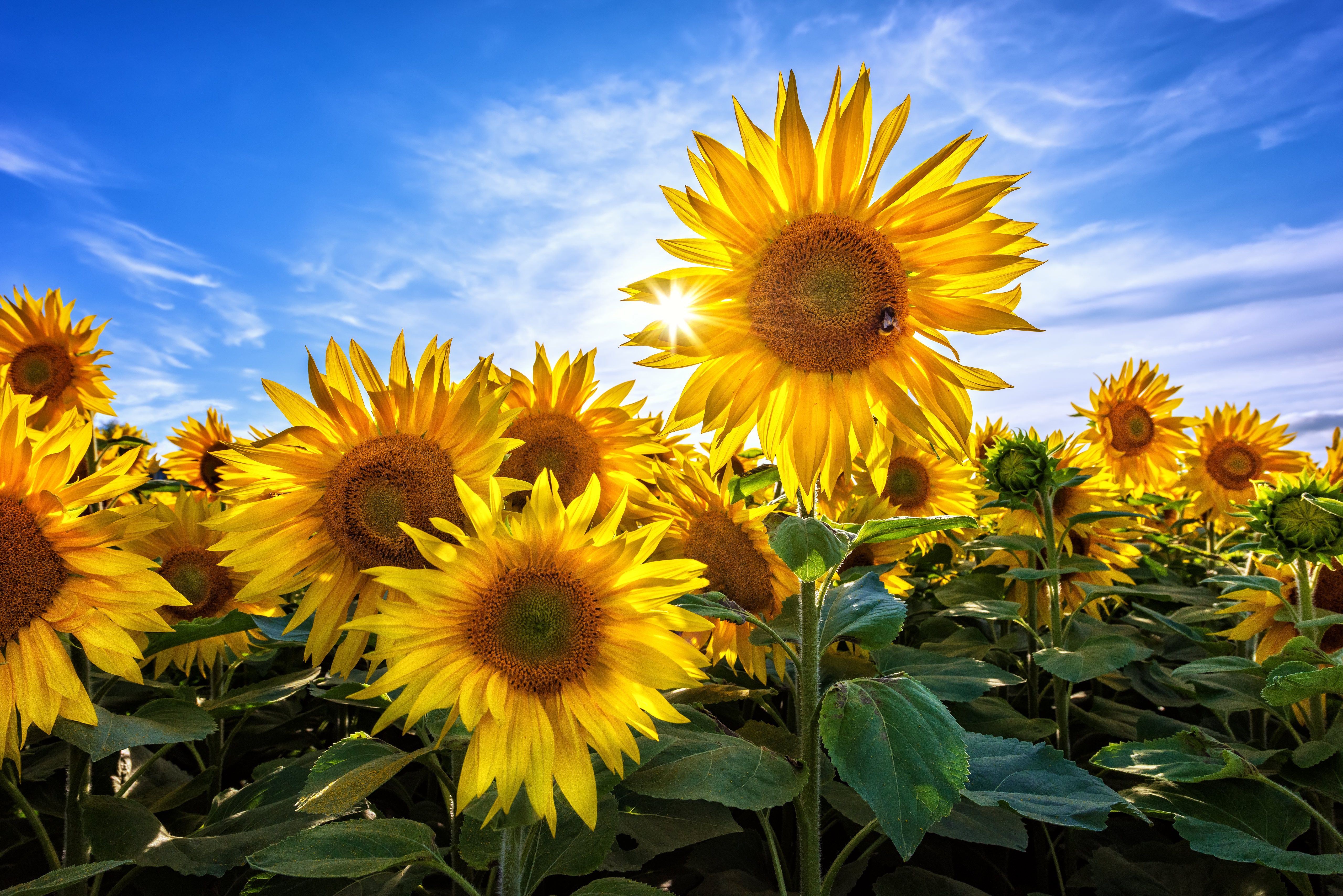 Laden Sie das Natur, Blumen, Sommer, Blume, Sonnenblume, Gelbe Blume, Erde/natur-Bild kostenlos auf Ihren PC-Desktop herunter