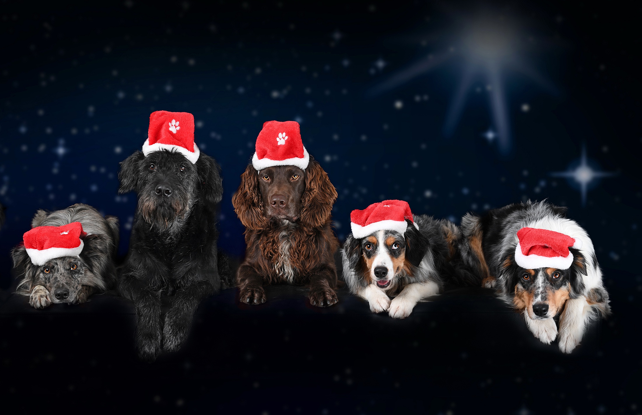 Laden Sie das Tiere, Hunde, Spaniel, Hund, Weihnachtsmütze-Bild kostenlos auf Ihren PC-Desktop herunter