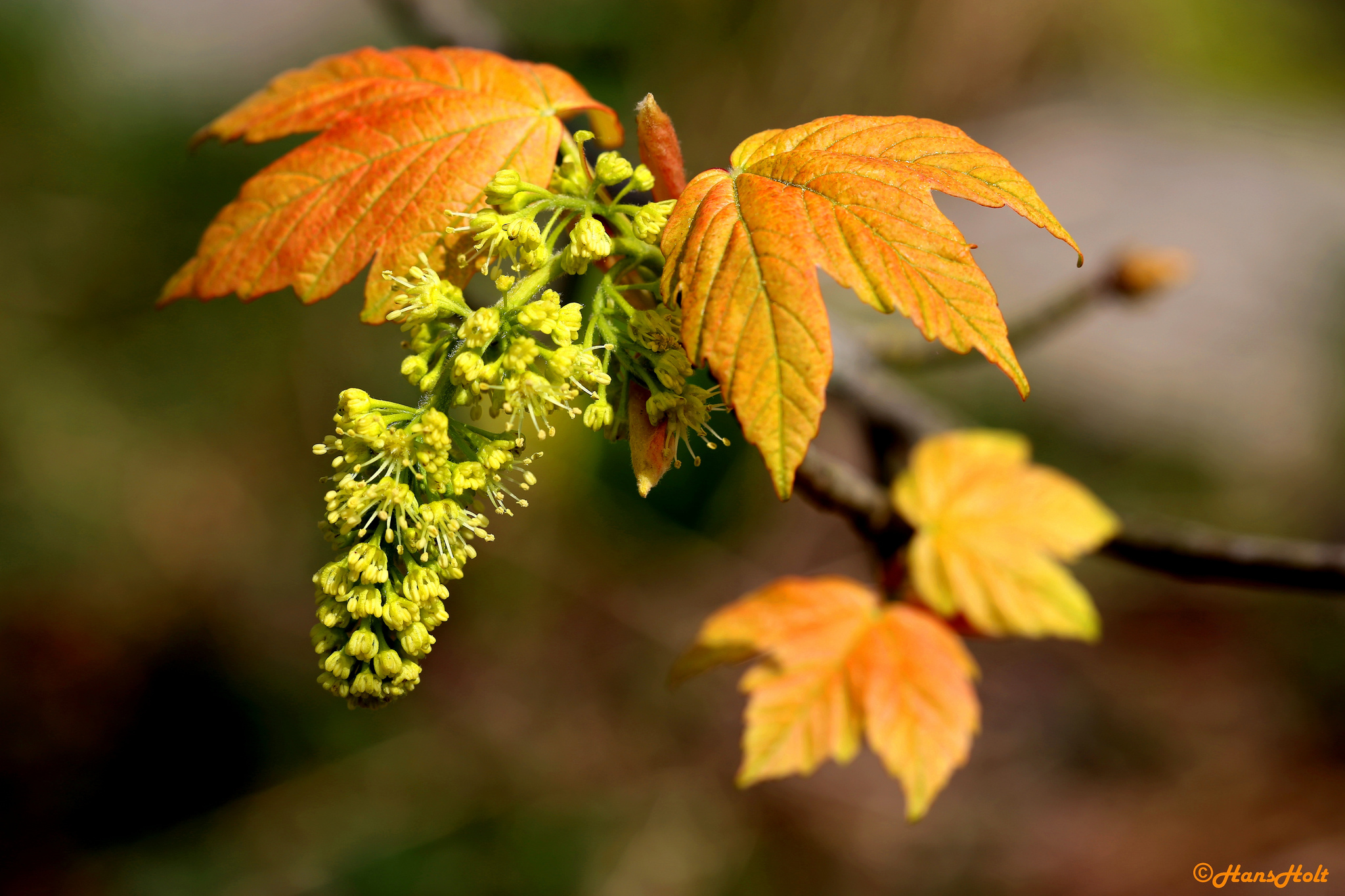 Free download wallpaper Blossom, Flowers, Earth on your PC desktop