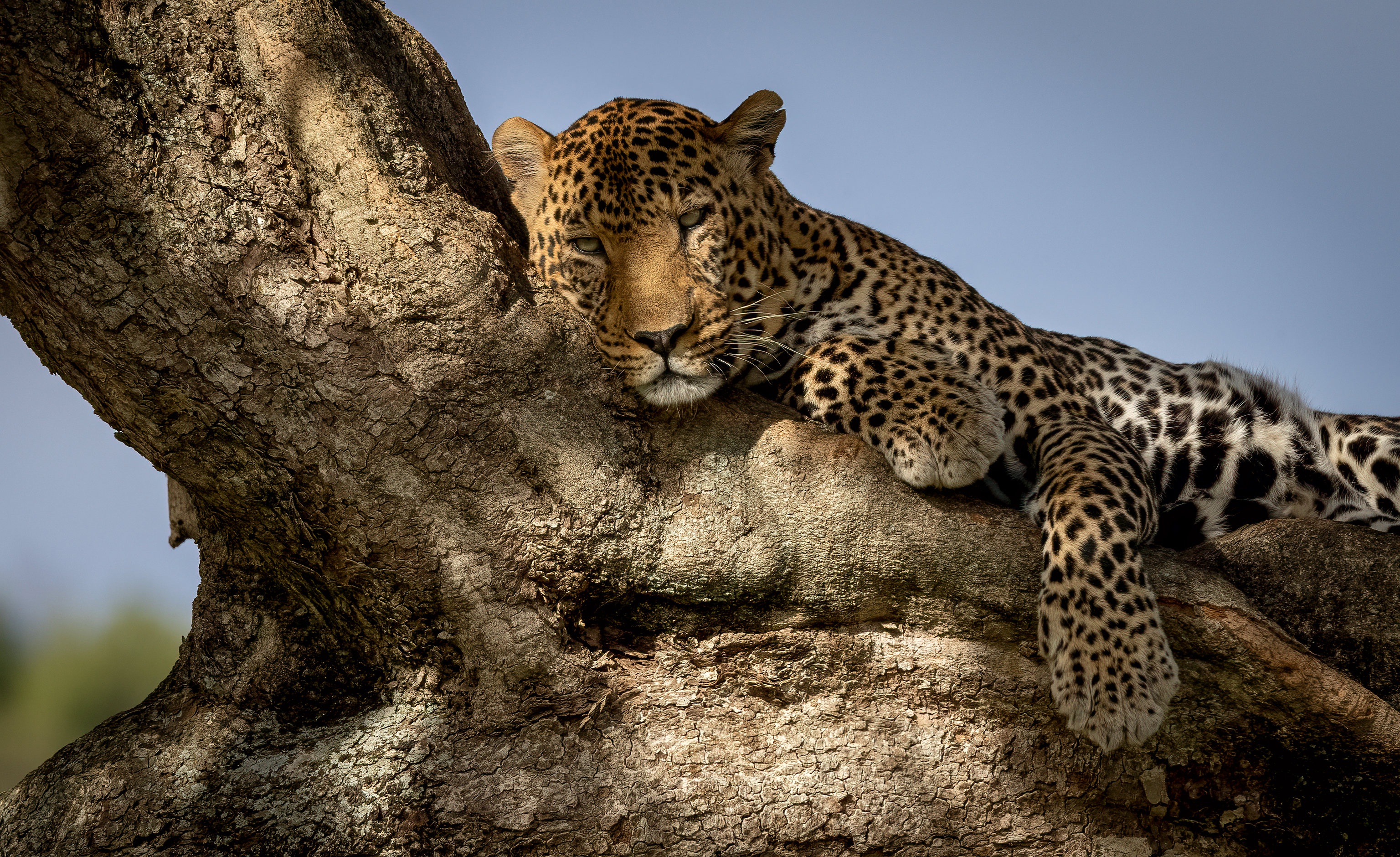 Baixe gratuitamente a imagem Leopardo, Gatos, Animais na área de trabalho do seu PC