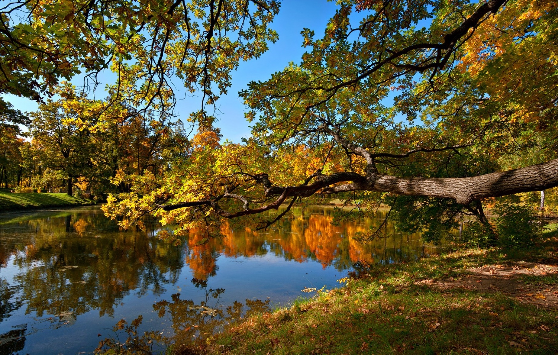 nature, landscape, trees, autumn, pond