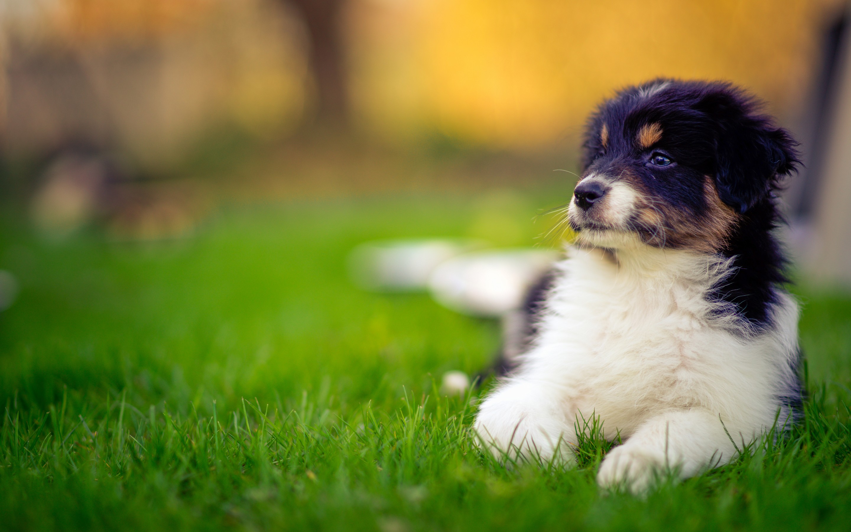 PCデスクトップに動物, 犬, 子犬, オーストラリアン シェパード画像を無料でダウンロード