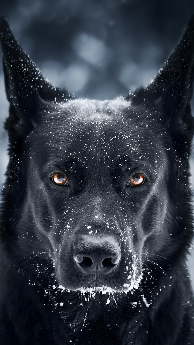 Download mobile wallpaper Dogs, Dog, Muzzle, Animal, German Shepherd, Snowfall, Stare for free.
