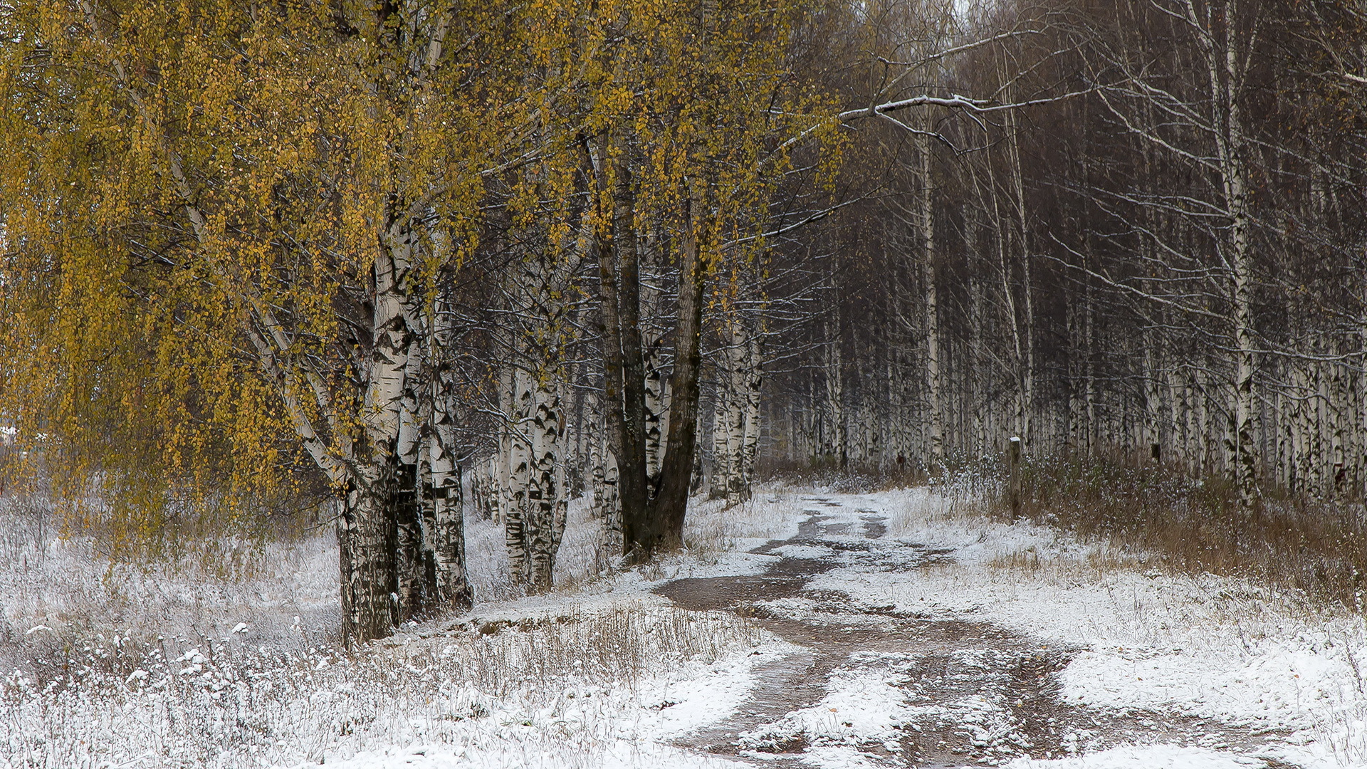 Handy-Wallpaper Natur, Schnee, Wald, Baum, Pfad, Erde/natur kostenlos herunterladen.