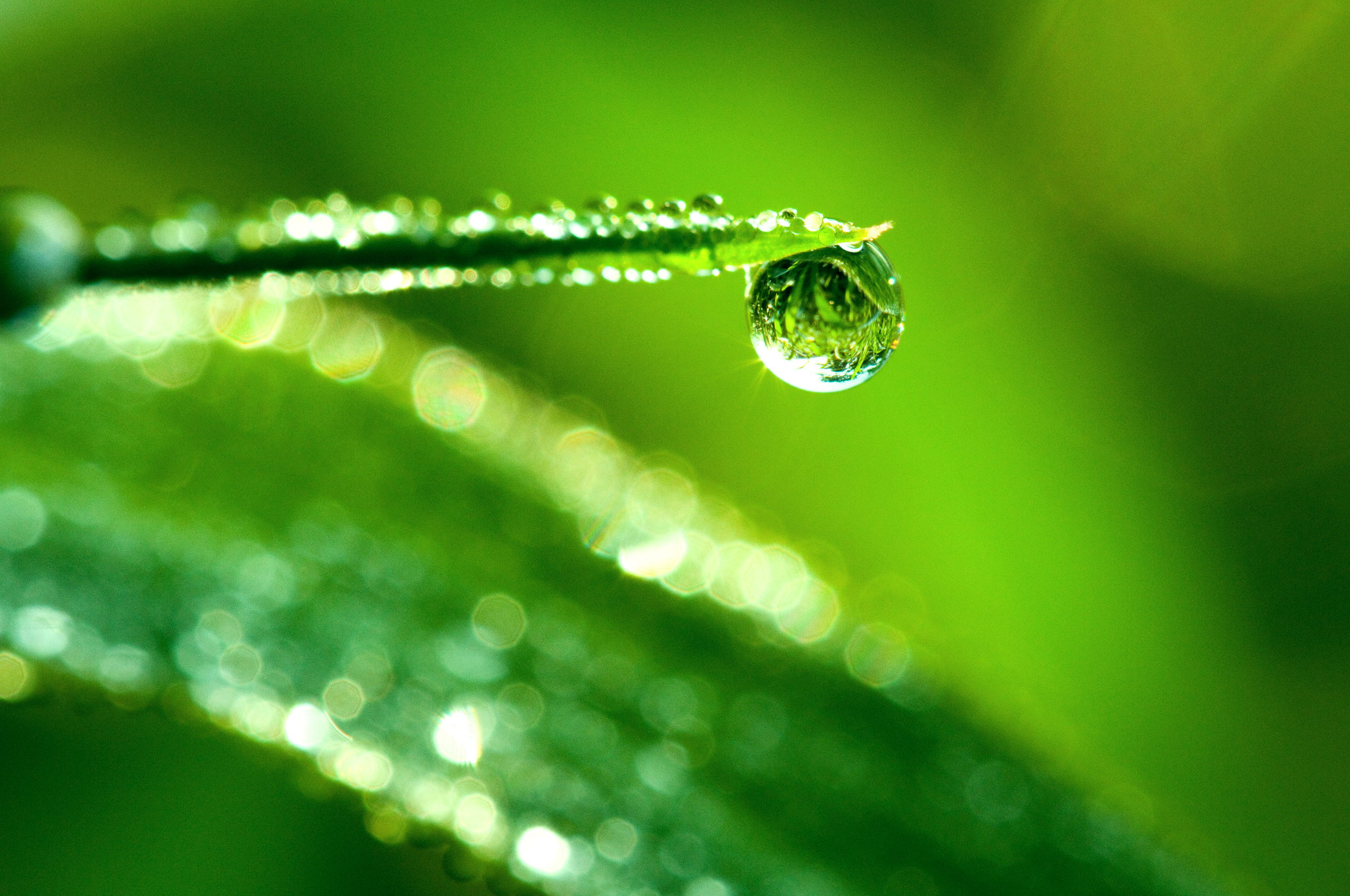 Download mobile wallpaper Earth, Dew, Water Drop for free.