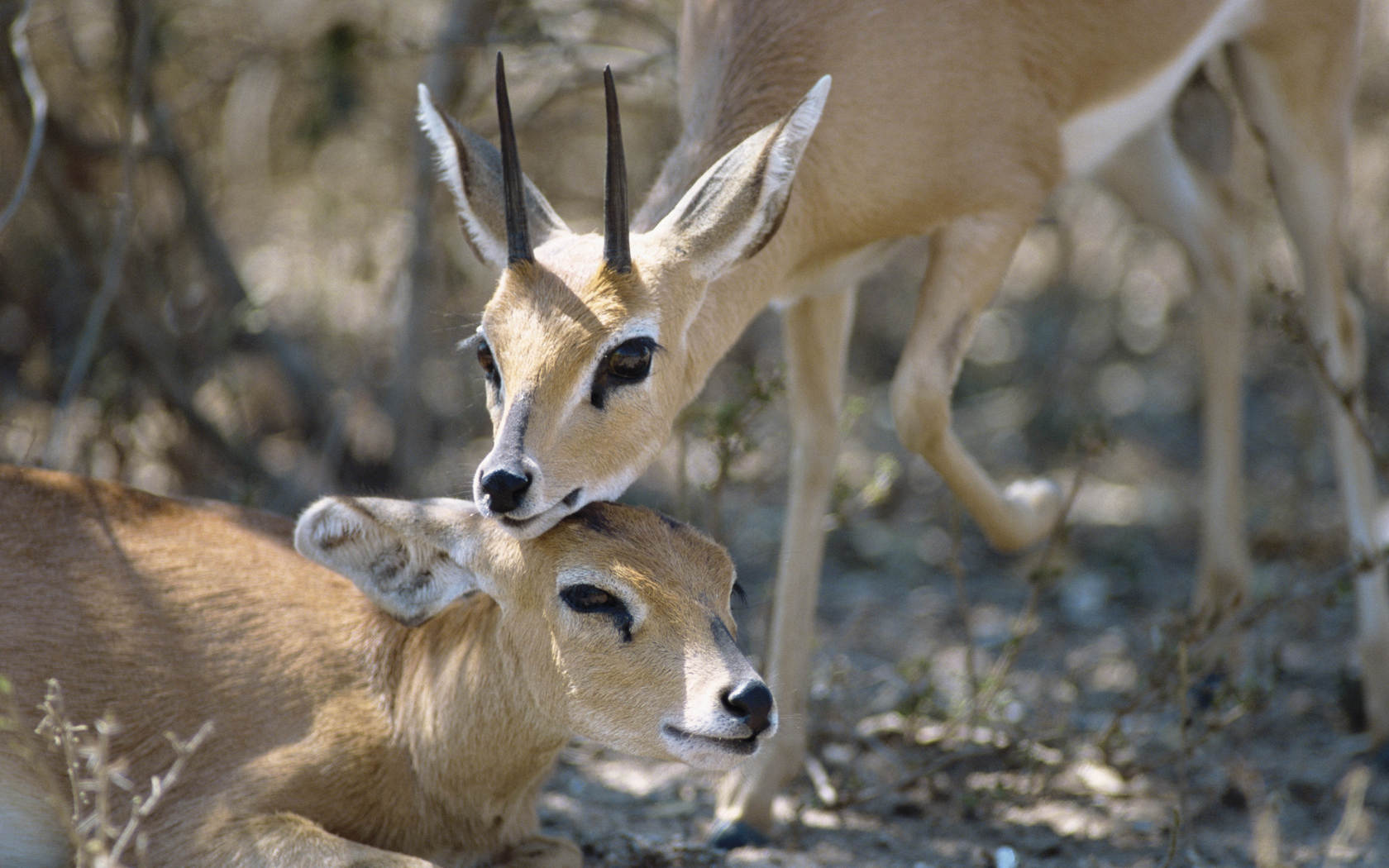 577103 Bild herunterladen tiere, antilope, steinbock - Hintergrundbilder und Bildschirmschoner kostenlos