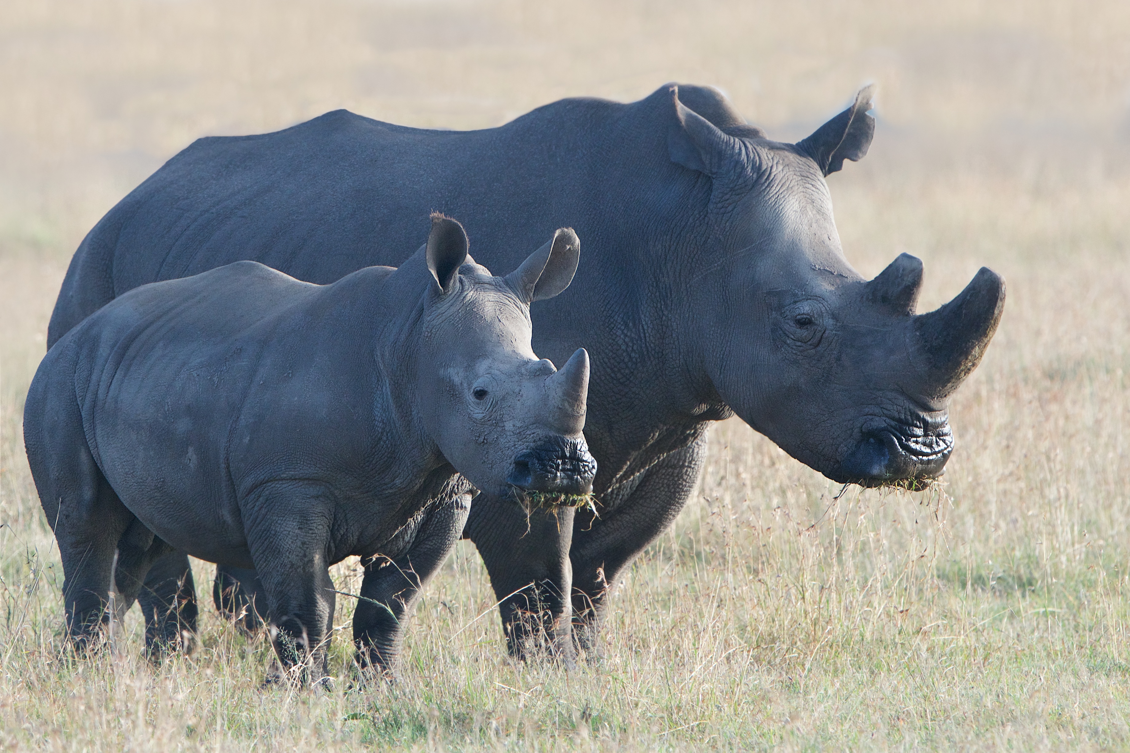 Download mobile wallpaper Animal, Rhinoceros, Baby Animal, Rhino for free.