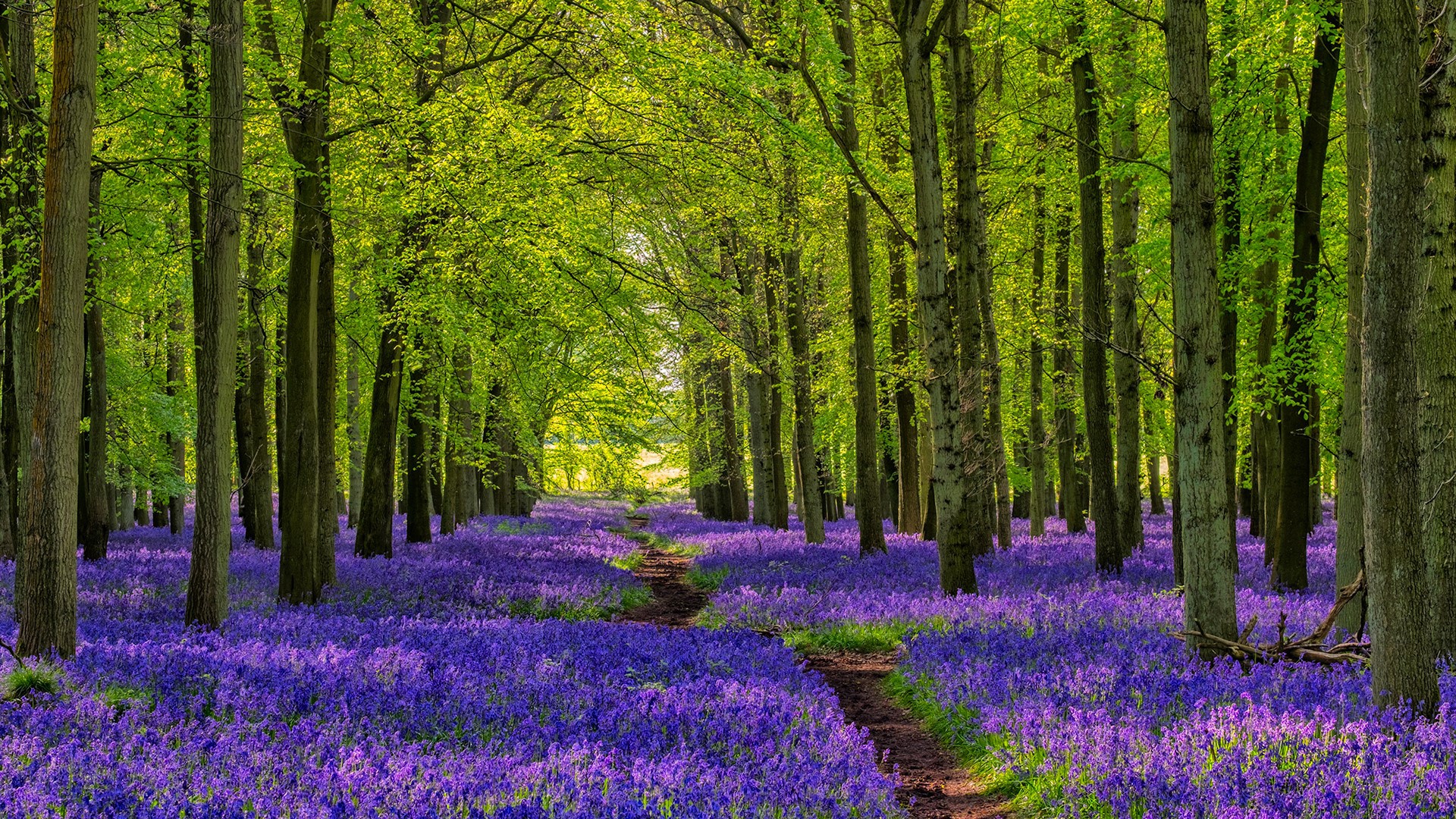 PCデスクトップに自然, 道, 地球, 紫色の花画像を無料でダウンロード