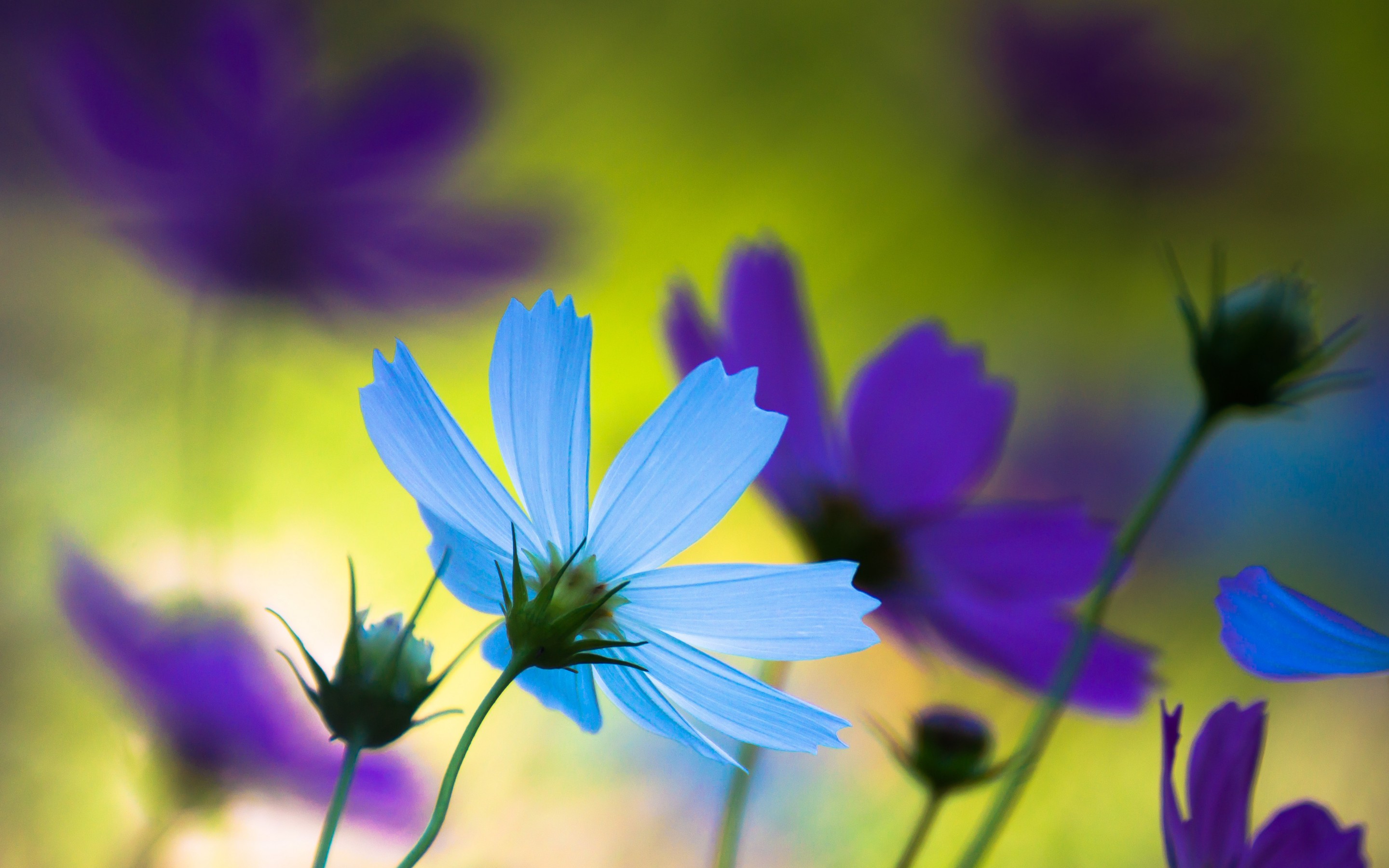 Free download wallpaper Flowers, Earth, Purple, Cosmos on your PC desktop