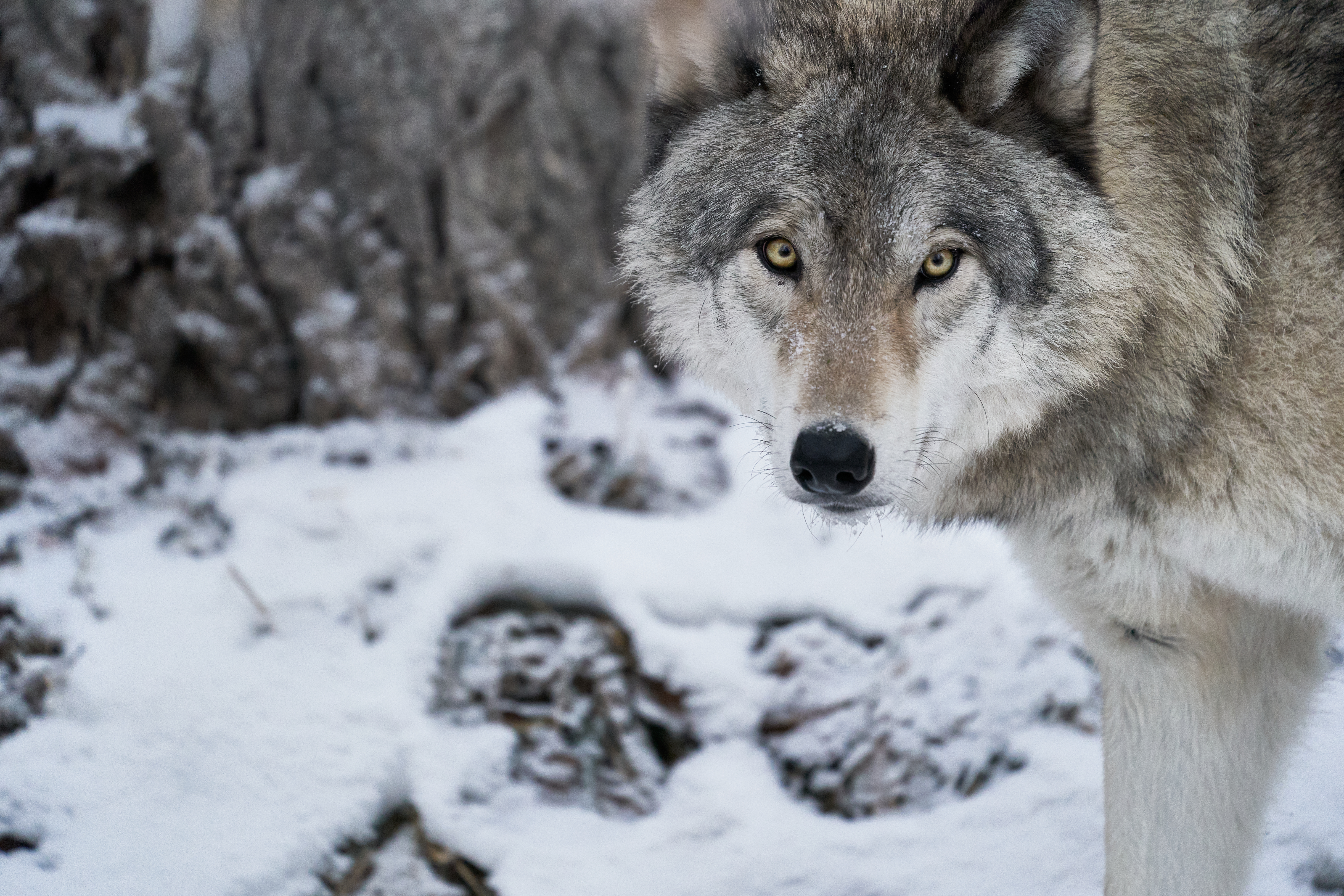 92915 скачать картинку хищник, волк, животные, зима, снег, белый, дикая природа - обои и заставки бесплатно