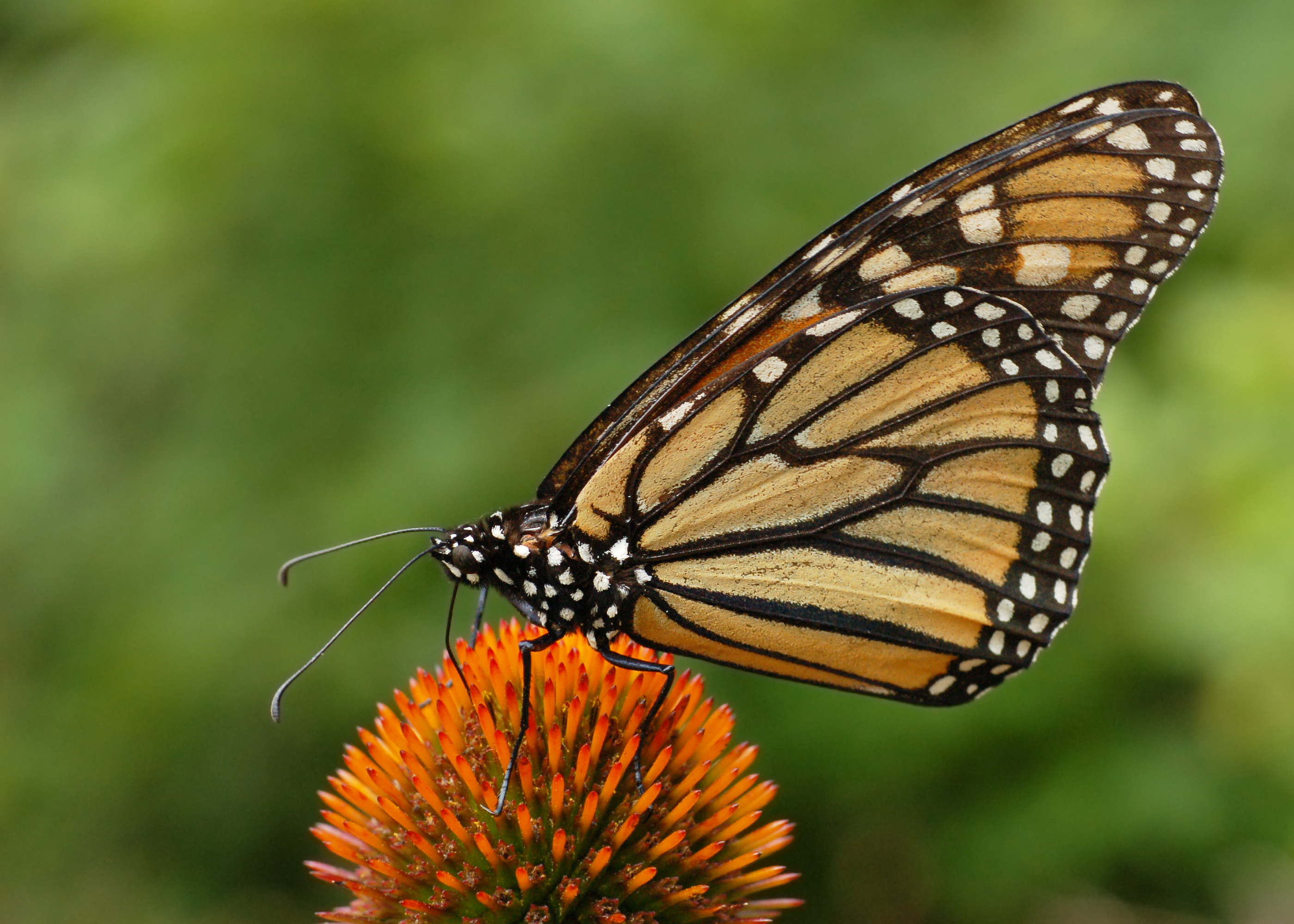 896249 скачать картинку животные, бабочка, цветок, бабочка монарх - обои и заставки бесплатно