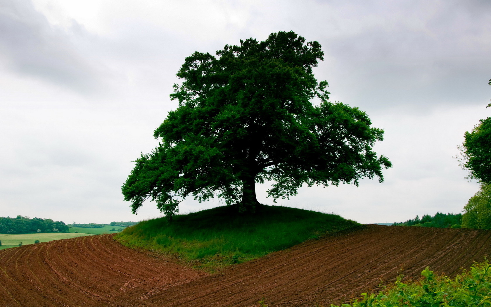 Free download wallpaper Trees, Tree, Earth on your PC desktop