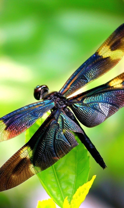 Download mobile wallpaper Insects, Animal, Dragonfly for free.