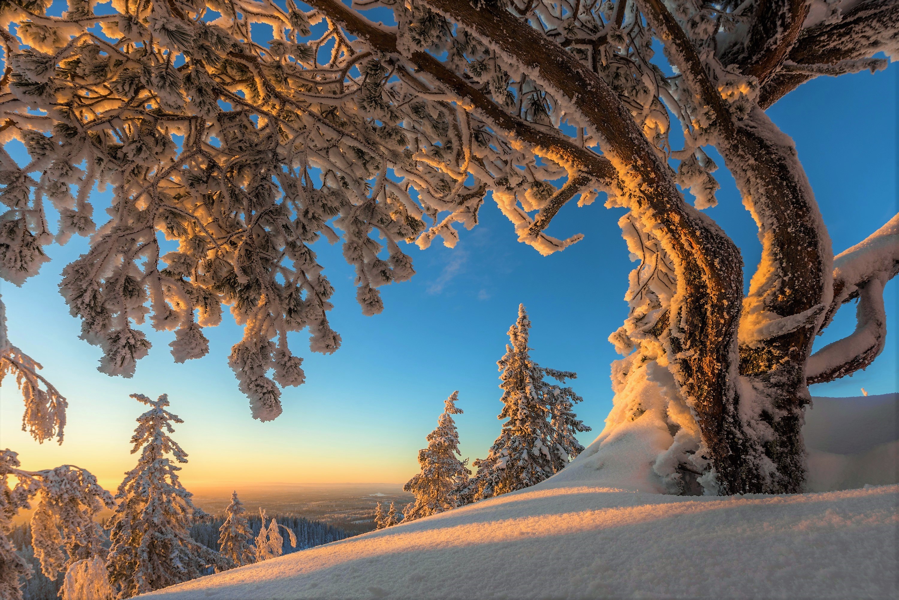 PCデスクトップに冬, 木, 雪, 山, 地球画像を無料でダウンロード