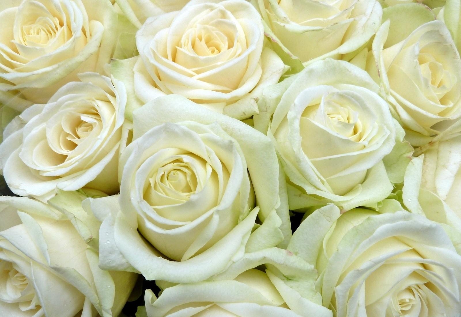 Handy-Wallpaper Roses, Viel, Schneewittchen, Blumen, Knospen kostenlos herunterladen.