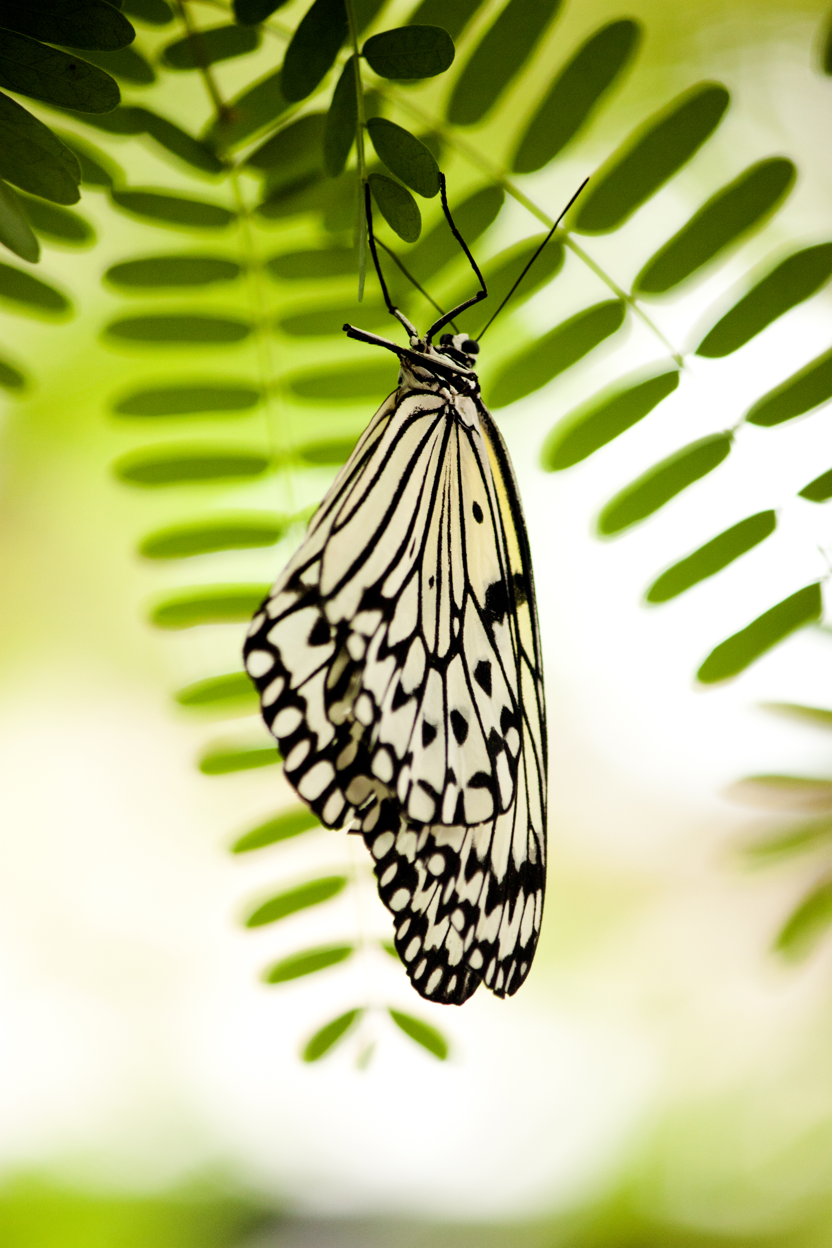 無料モバイル壁紙昆虫, 大きい, マクロ, 白い, バタフライ, 蝶をダウンロードします。