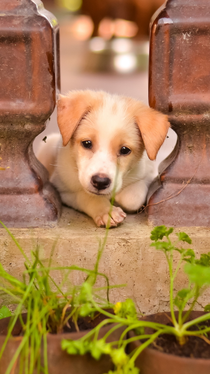 無料モバイル壁紙動物, 犬, 子犬, 赤ちゃん動物をダウンロードします。