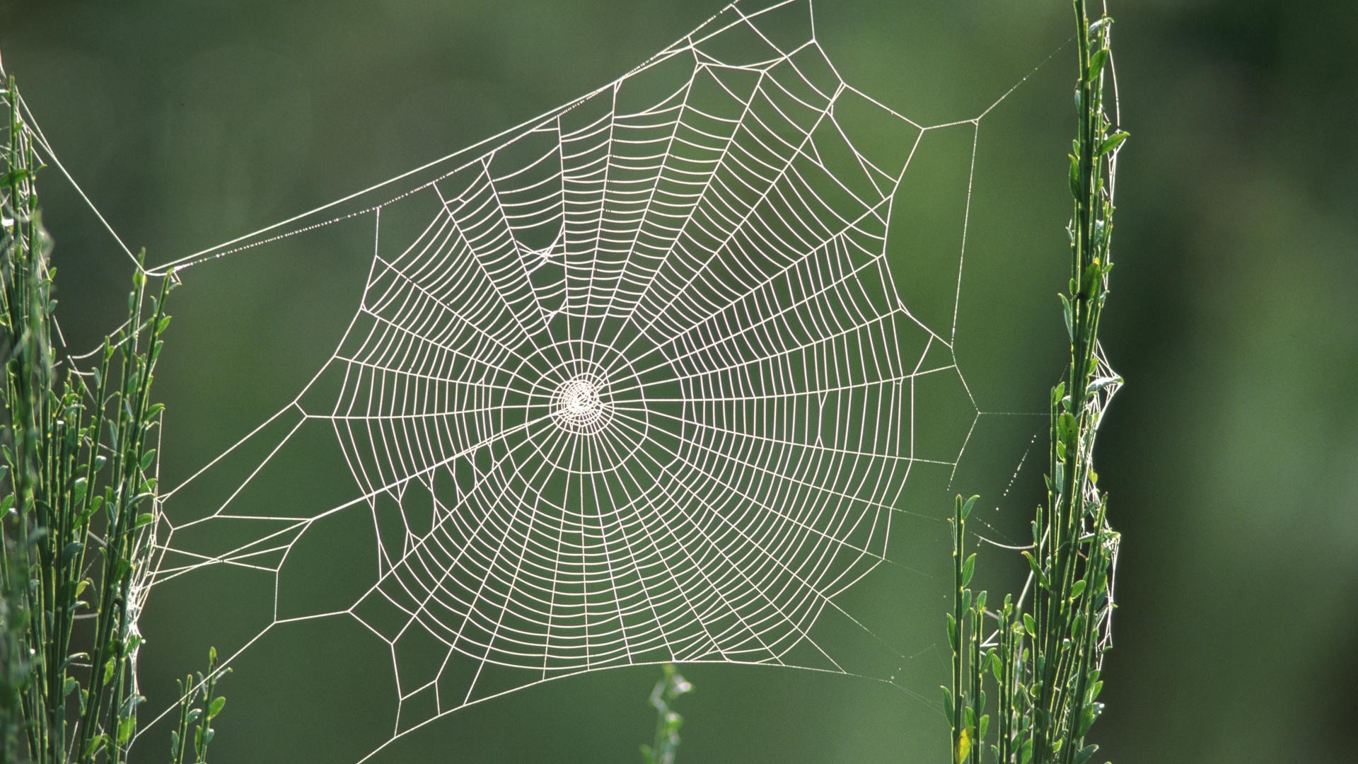Laden Sie das Fotografie, Spinnennetz-Bild kostenlos auf Ihren PC-Desktop herunter