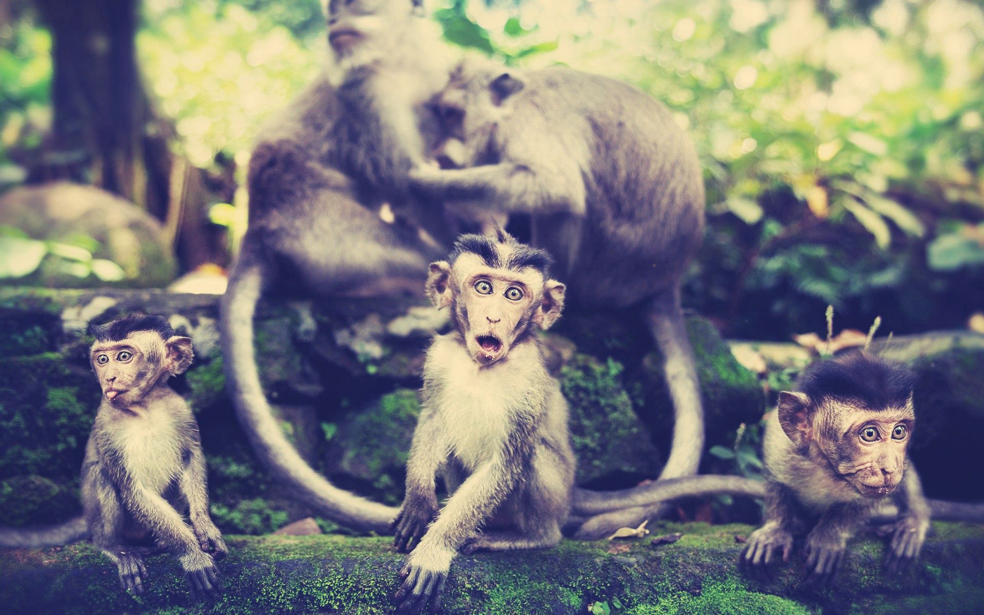 147558 скачать обои обезьяны, семья, животные, прогулка - заставки и картинки бесплатно