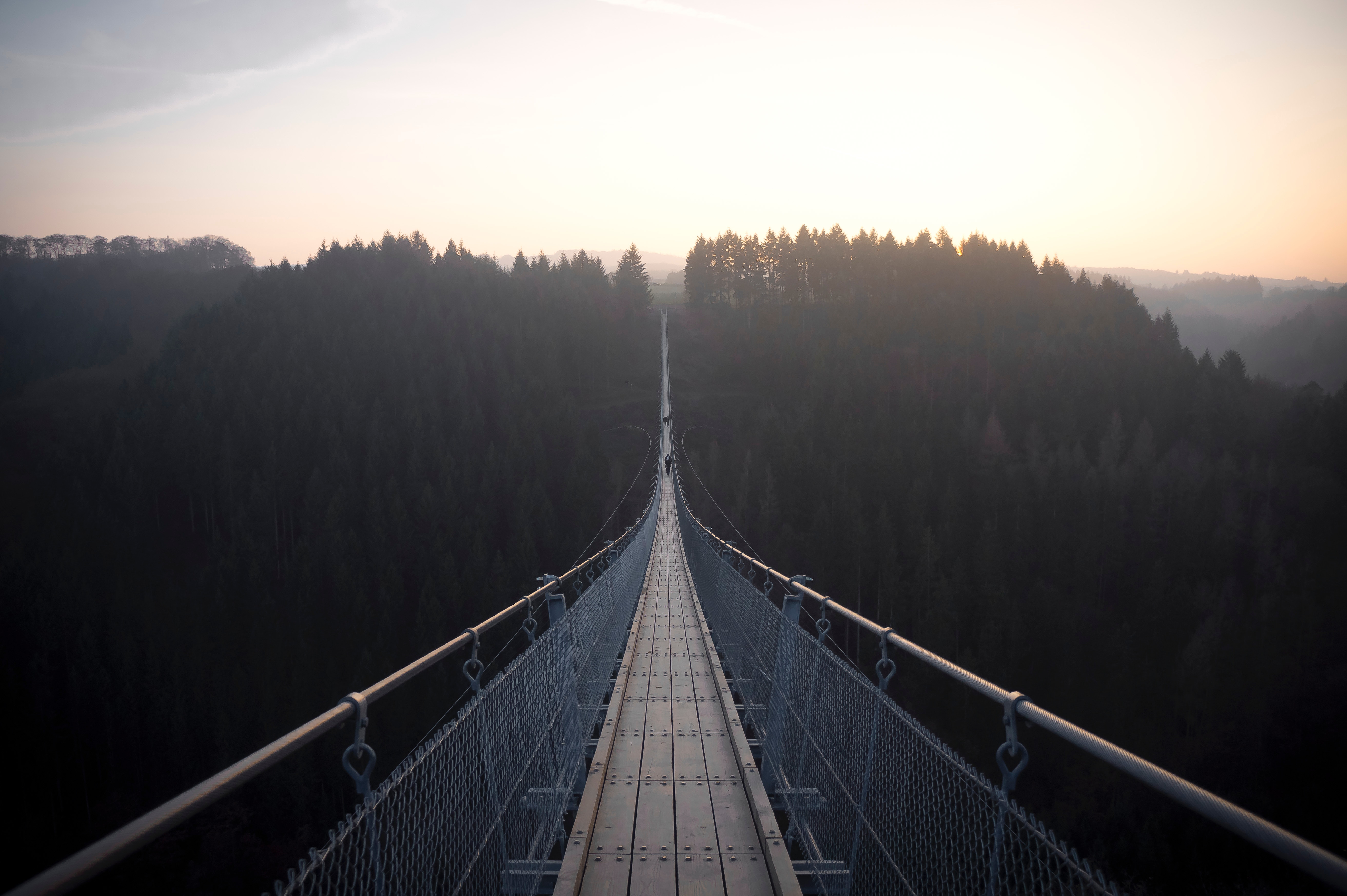 nature, forest, fog, bridge, suspension bridge