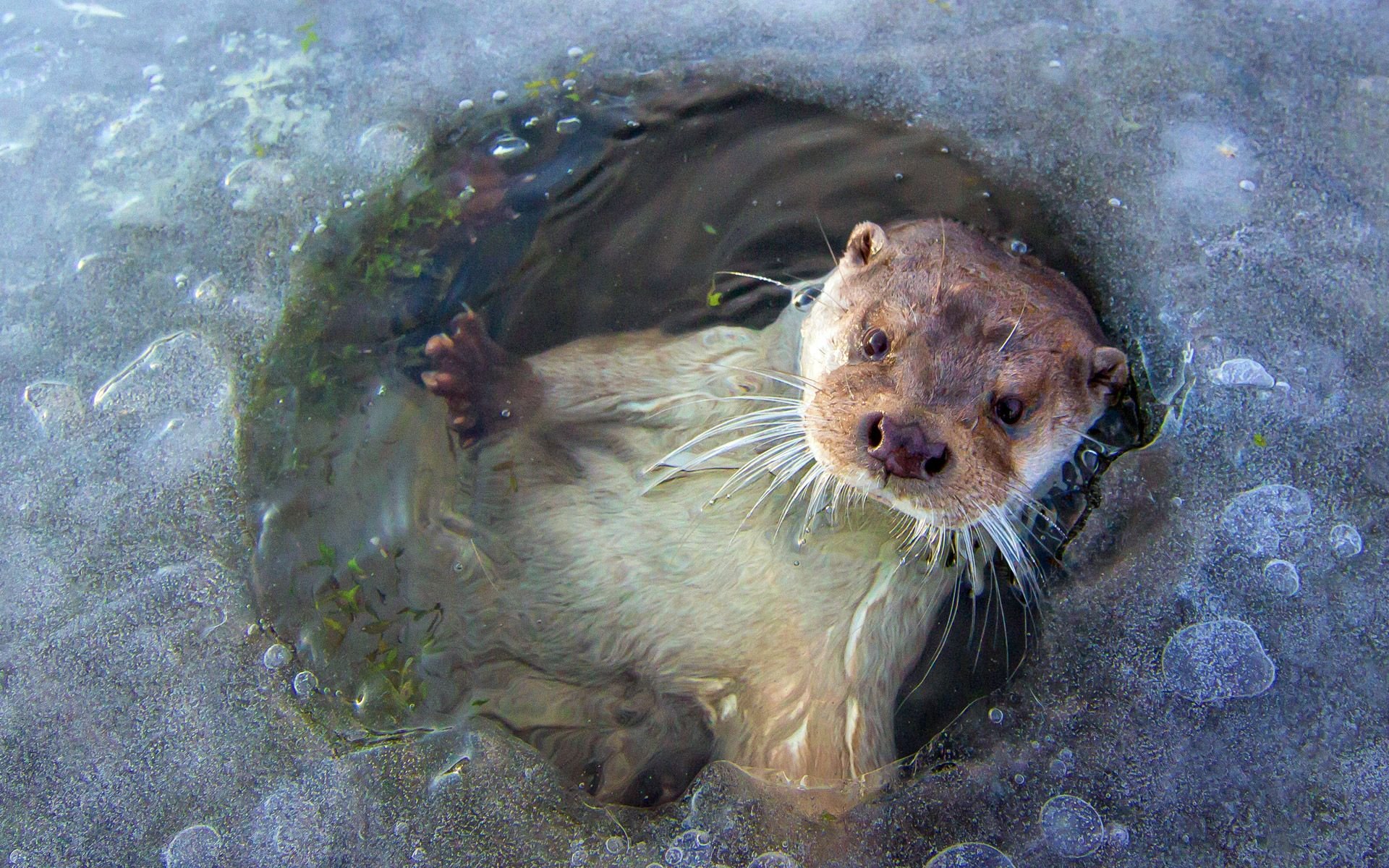 Download mobile wallpaper Animal, Otter for free.