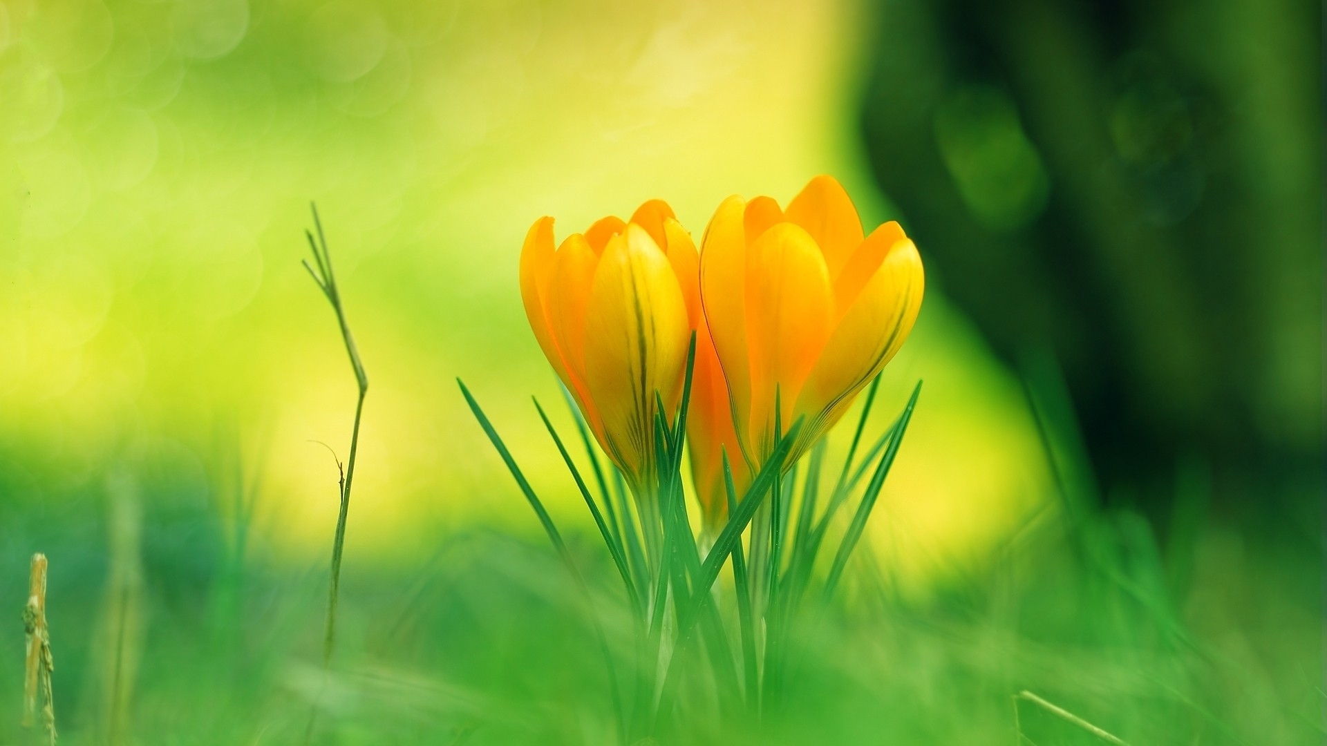 Laden Sie das Blumen, Blume, Krokus, Erde/natur-Bild kostenlos auf Ihren PC-Desktop herunter