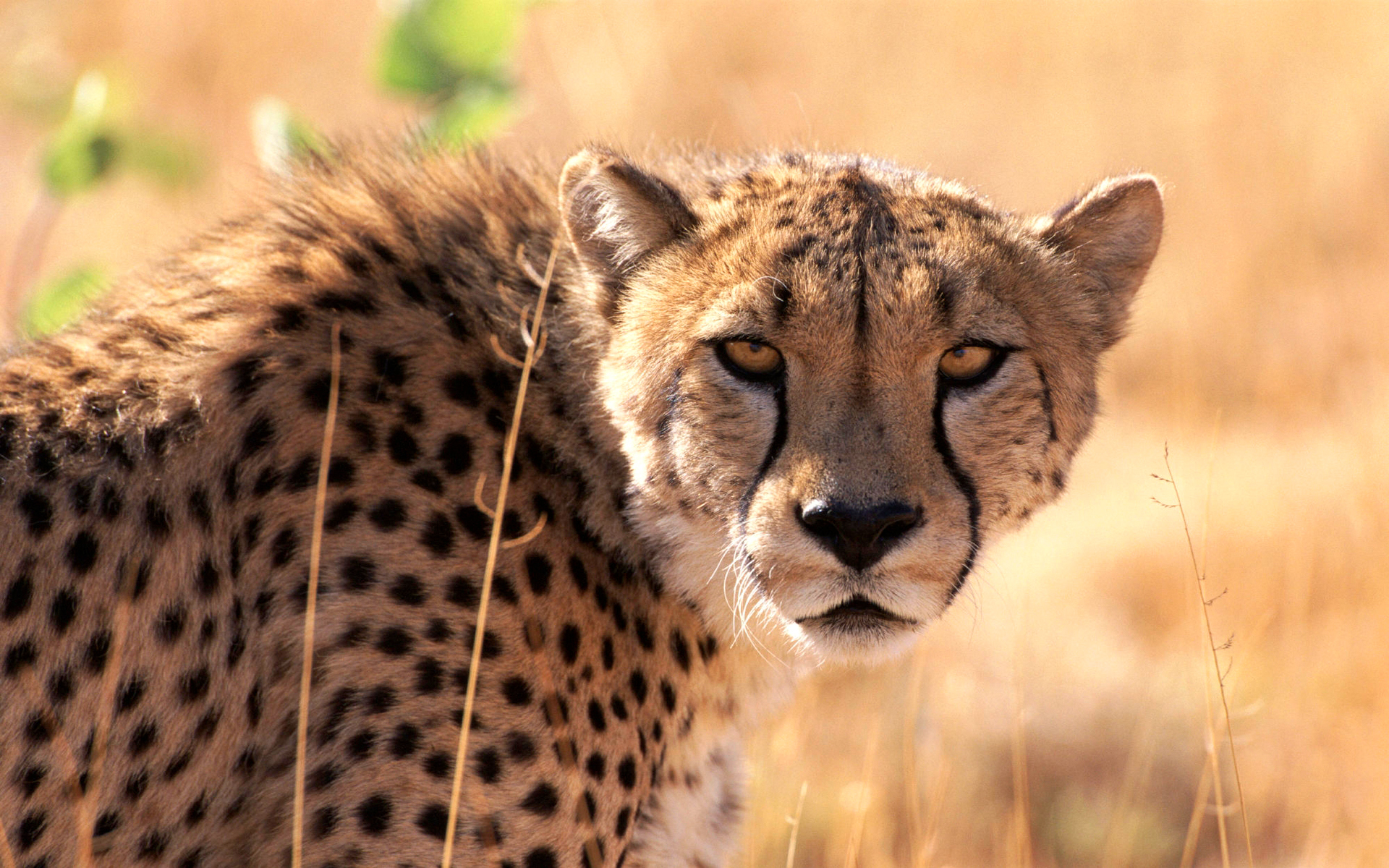 Téléchargez des papiers peints mobile Animaux, Guépard gratuitement.