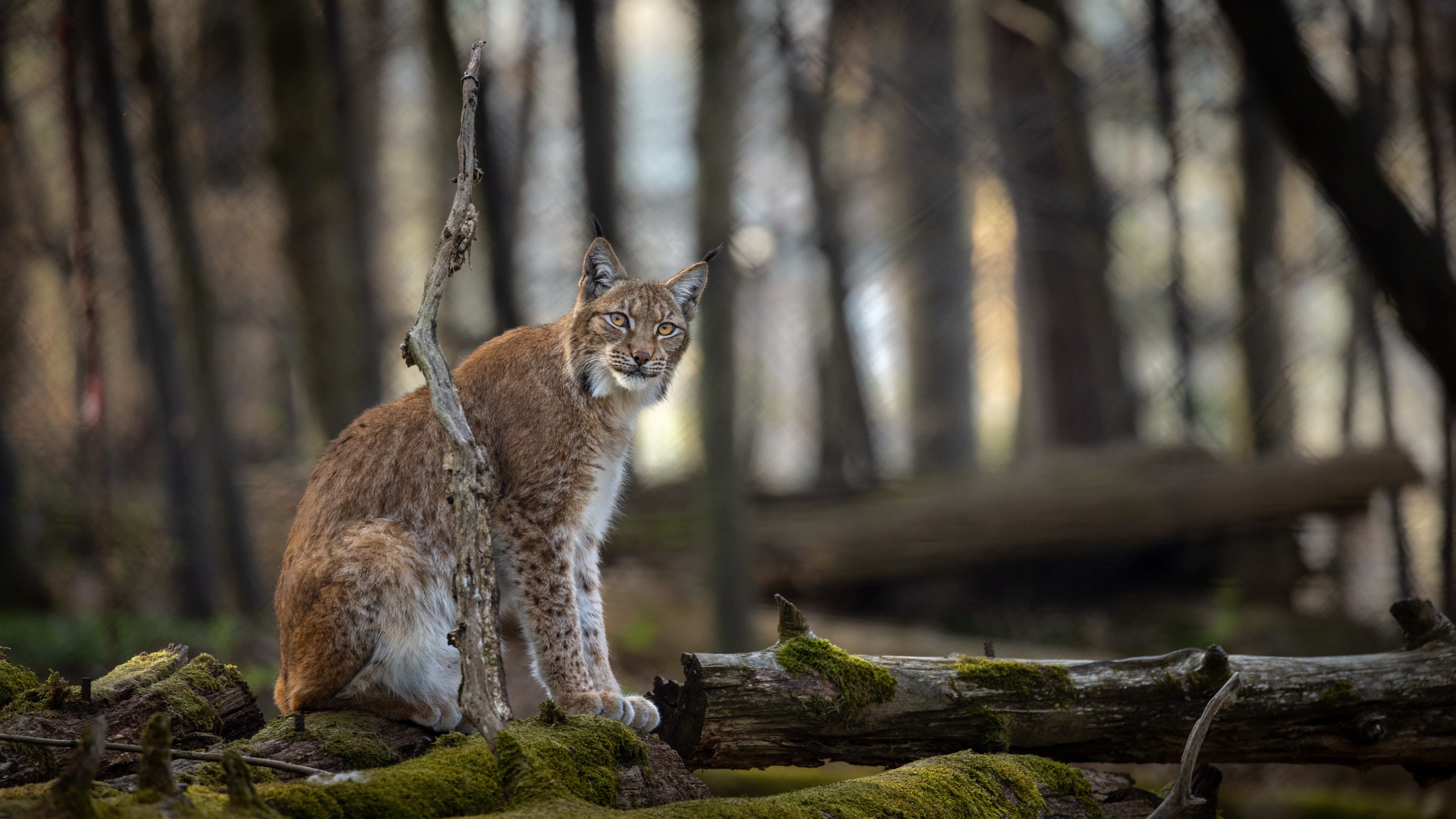 Handy-Wallpaper Tiere, Katzen, Luchs kostenlos herunterladen.